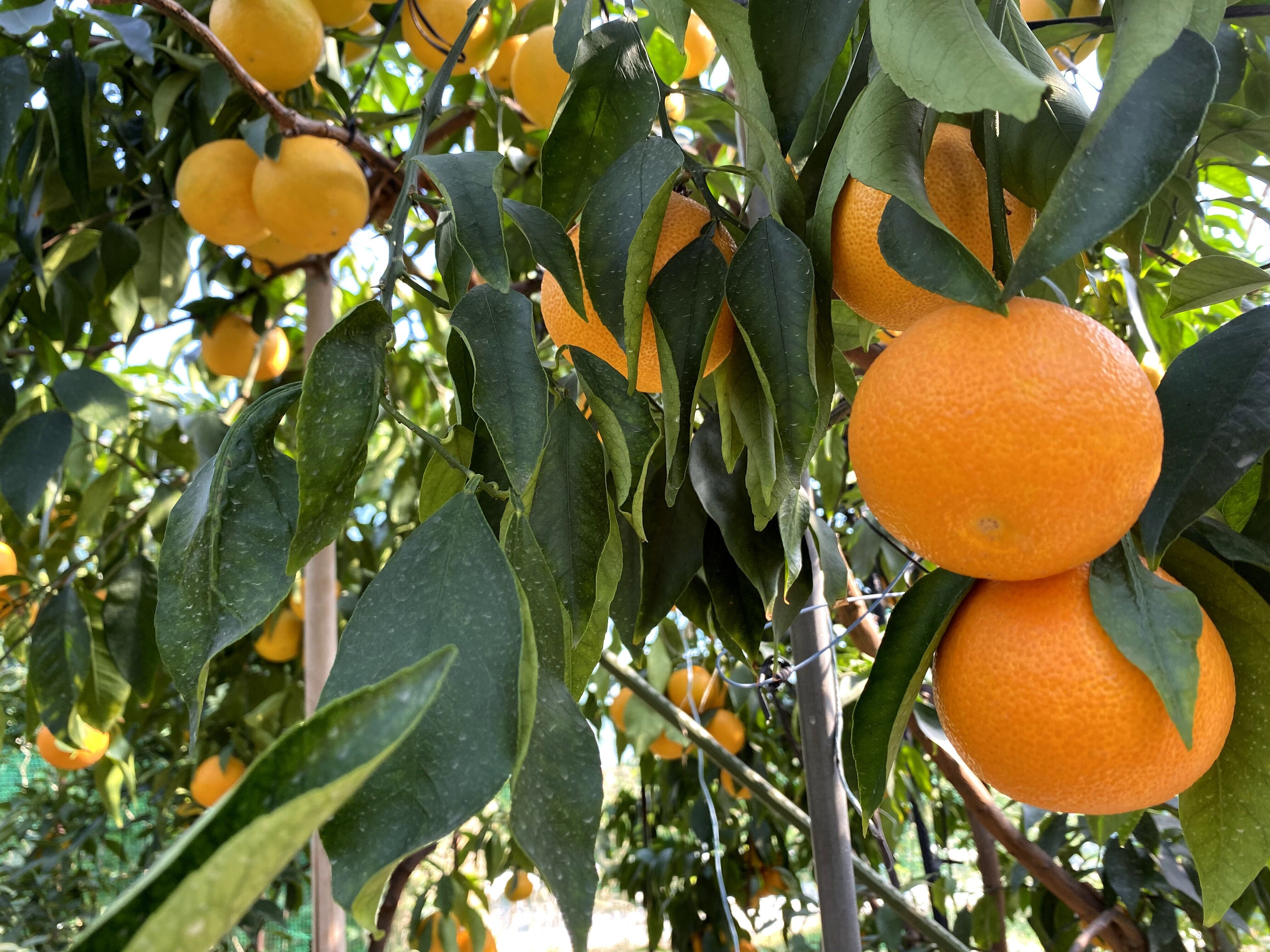 2025年売り切れ】おうちまどんな 1kg〜10kg | わらしべ。