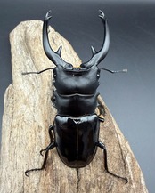 【WD】《インターメディアツヤクワガタ ガントン産 94.5mm ペア》