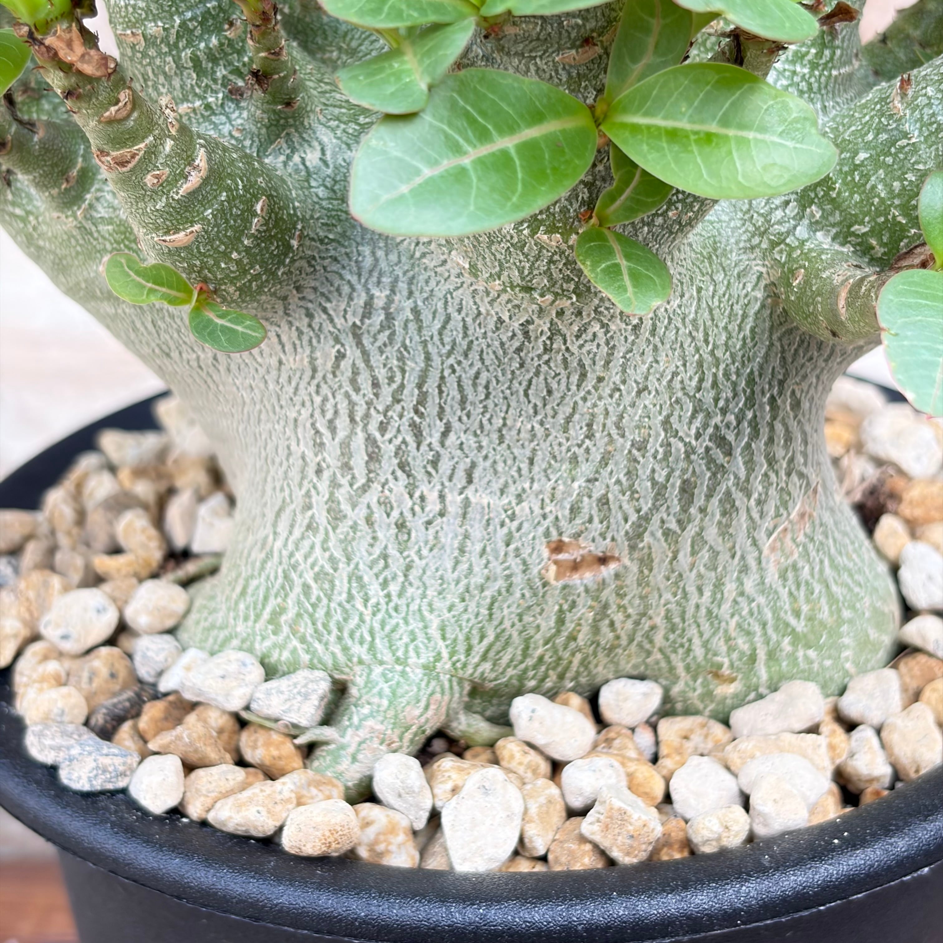 ユーフォルビア　ヤトロファ　フィッシスピナ　約3号鉢　No.002 観葉植物 ユーフォルビア ヤトロファ フィッシスピナ 約3号鉢 No.002