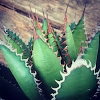 no.2 アガベ ホリダ agave horrida ラスト1株