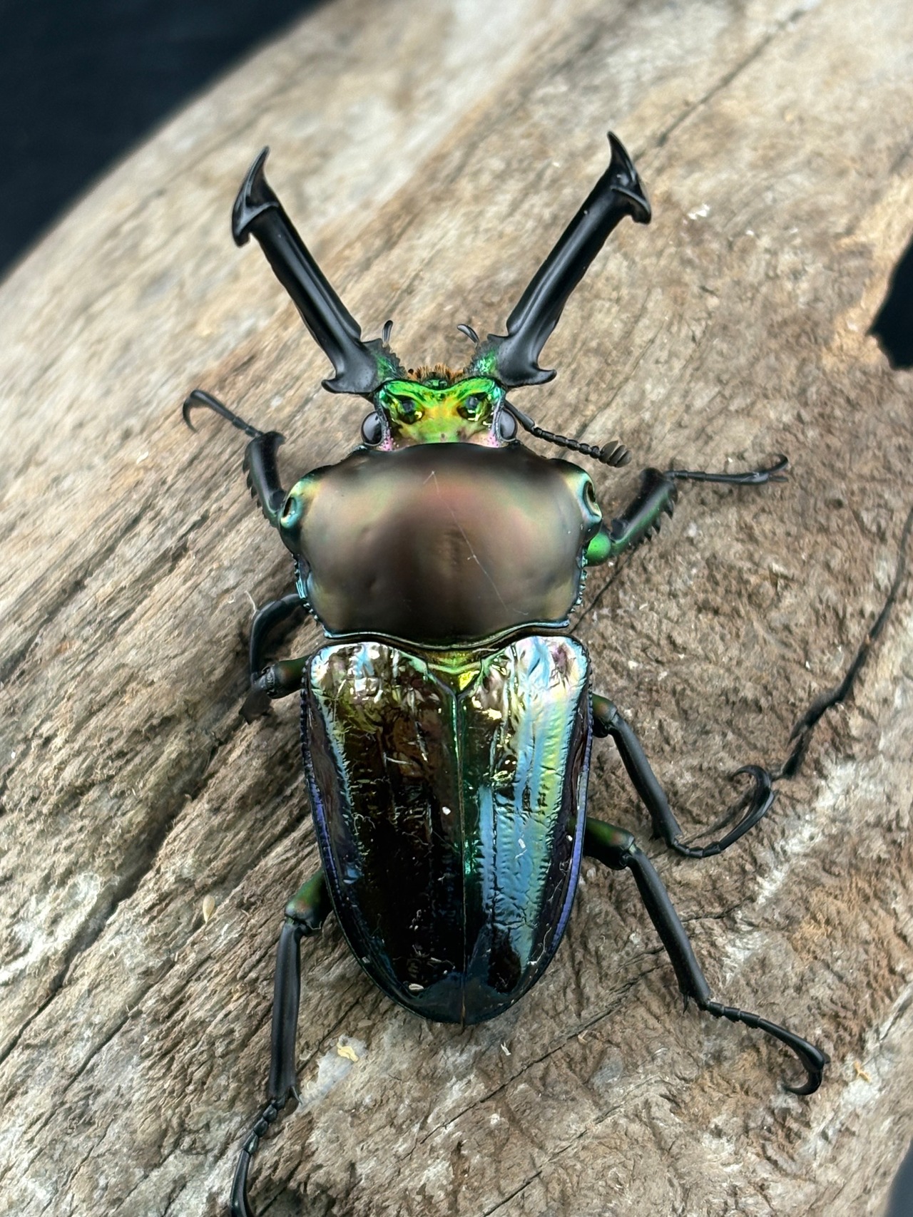 《ニジイロクワガタ 青紋紫紺系 60mm ペア》セルヴォラン氏委託個体