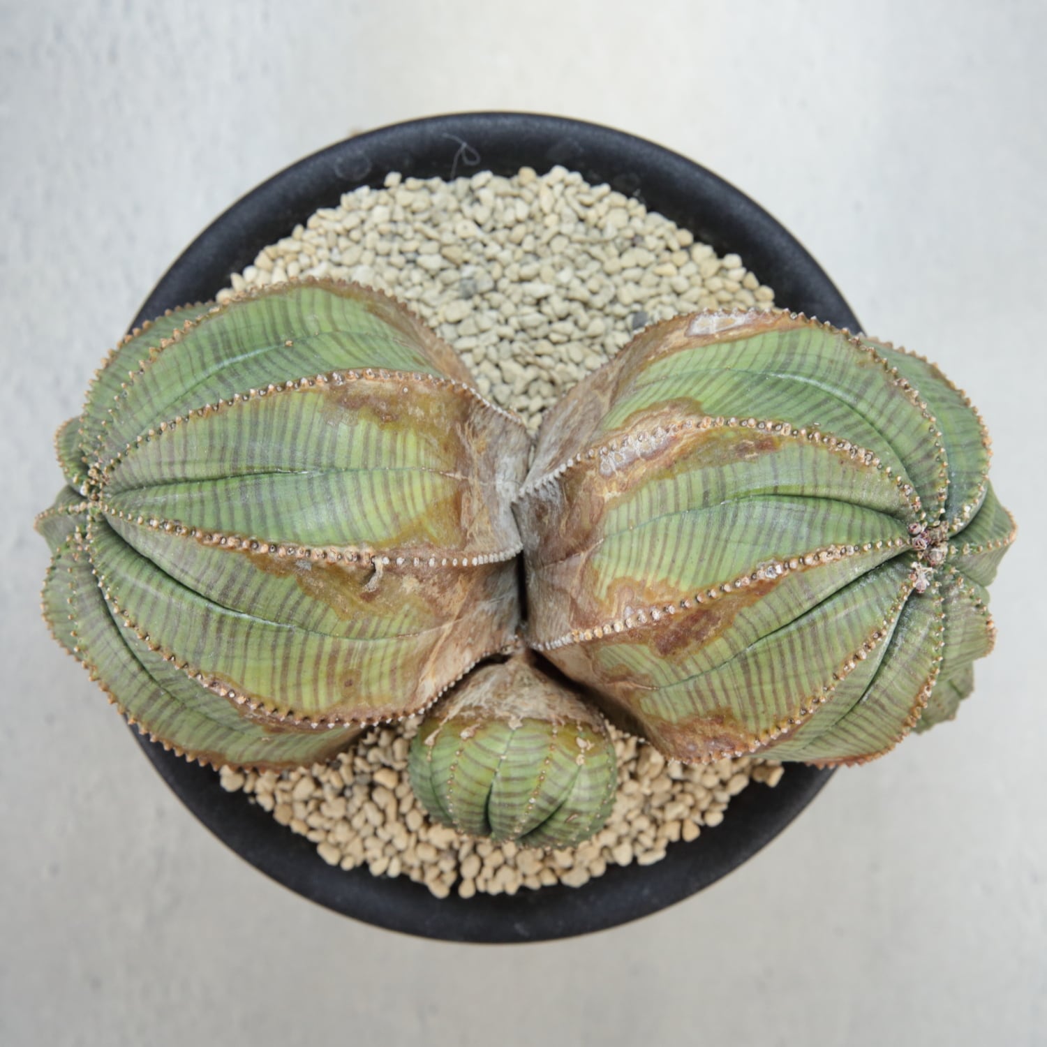 超厳選株】ヴィンテージ 超大株 最大幅 約17cm ダブルヘッド 仔吹き