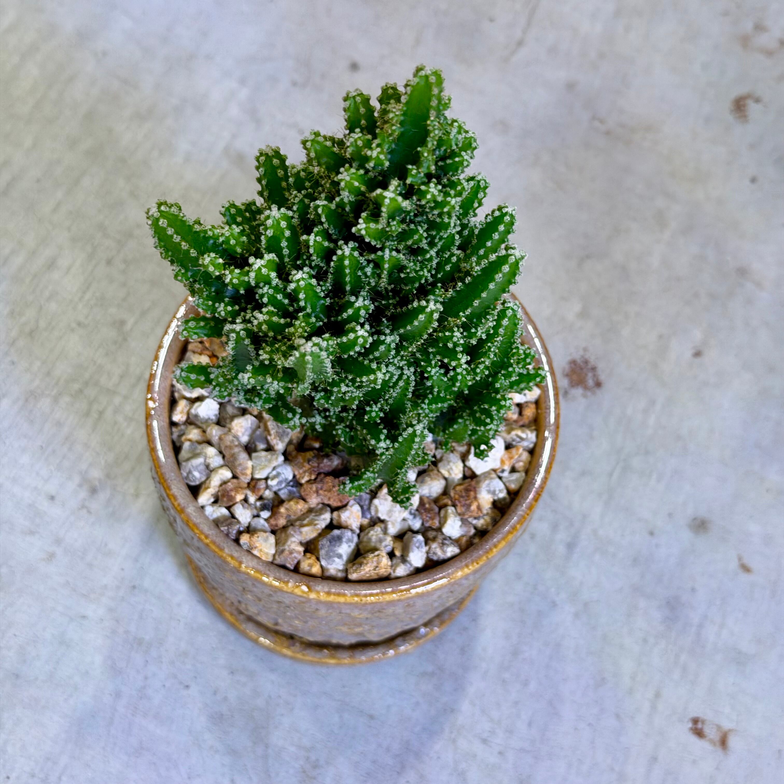 セレウス・ペルヴィアナス・サボテン | barrelplants_BONSAI