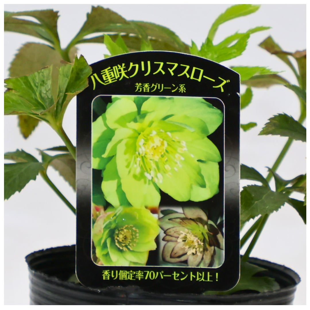 曽田園芸 クリスマスローズ:ハイブリット・芳香グリーン系ダブル(3.5号)実生株 冬の花 多年草 希少 耐寒 贈り物