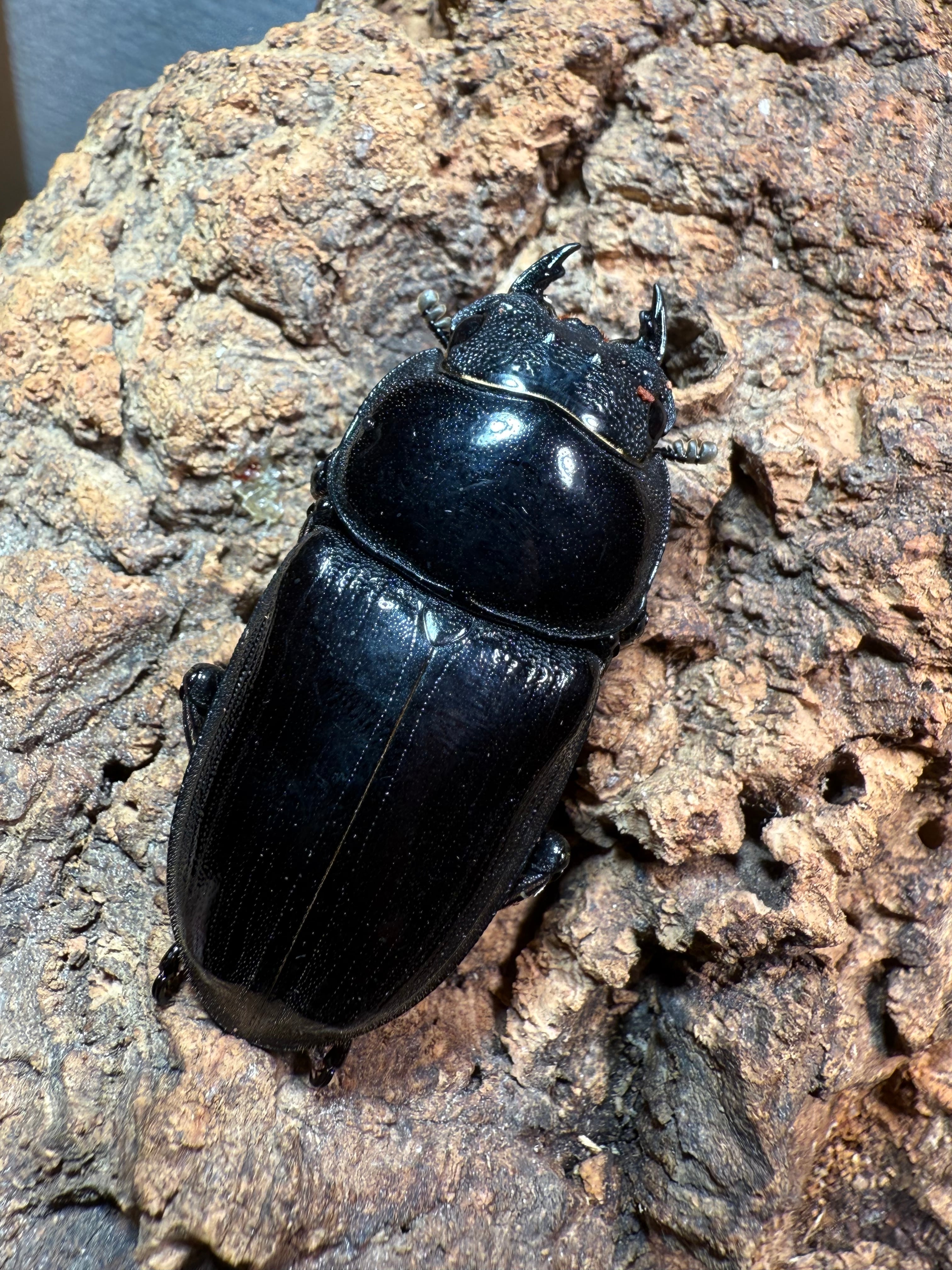 来春ブリード可能】グランディスオオクワガタ 82㎜成虫ペア | dream insect