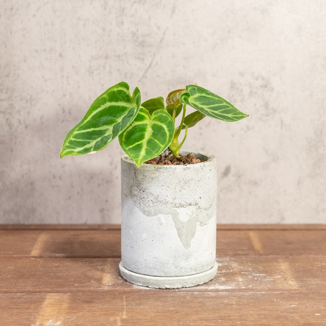 アンスリウム・ドラヤキ｜明るい葉色と立体的な葉脈が魅力の一点物【手づくりモルタル鉢】