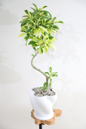 【M】シェフレラ ファグラエア バリエガータ/ Schefflera 　※陶器鉢付き