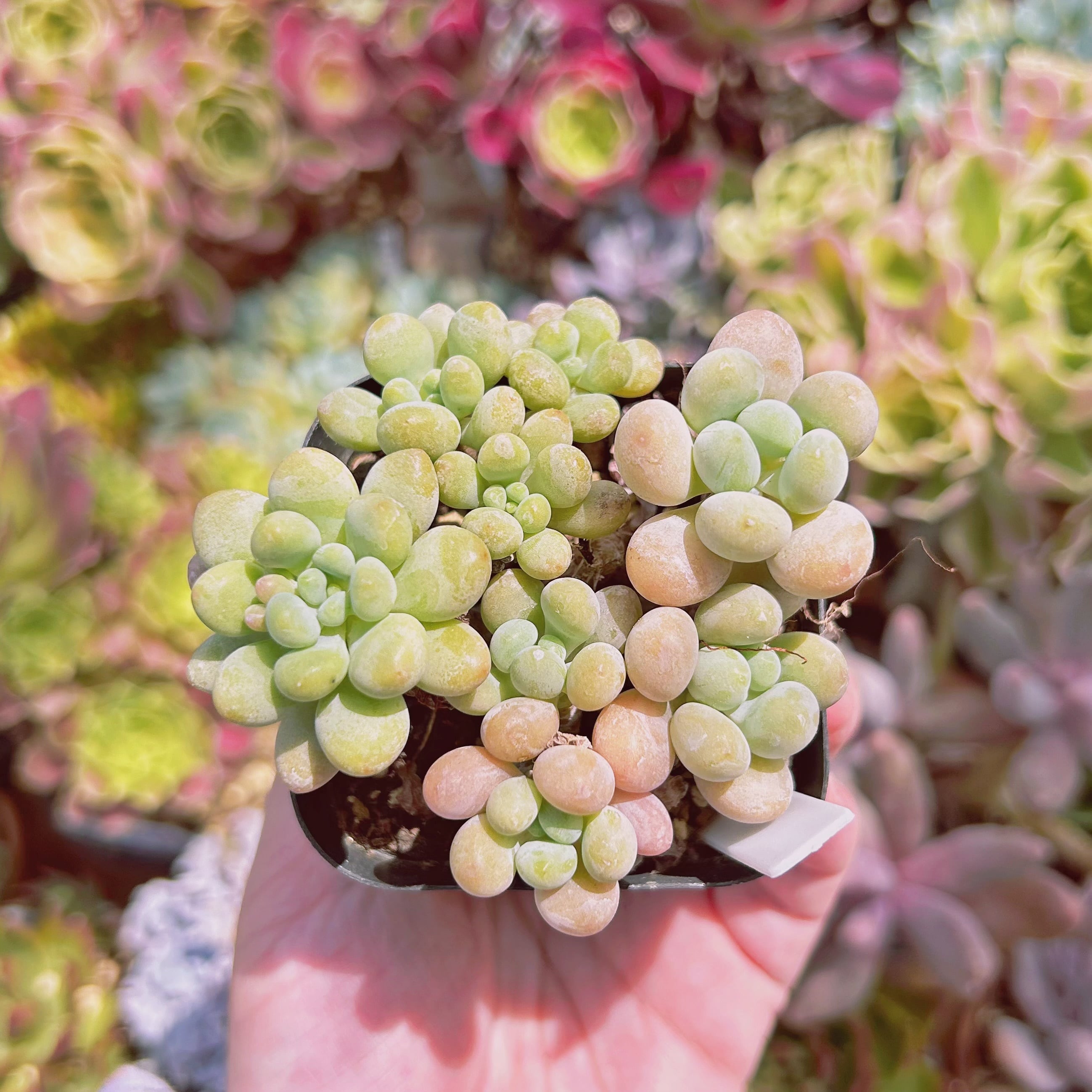 #560現物　多肉植物　キャビアxピンクパール　抜き苗