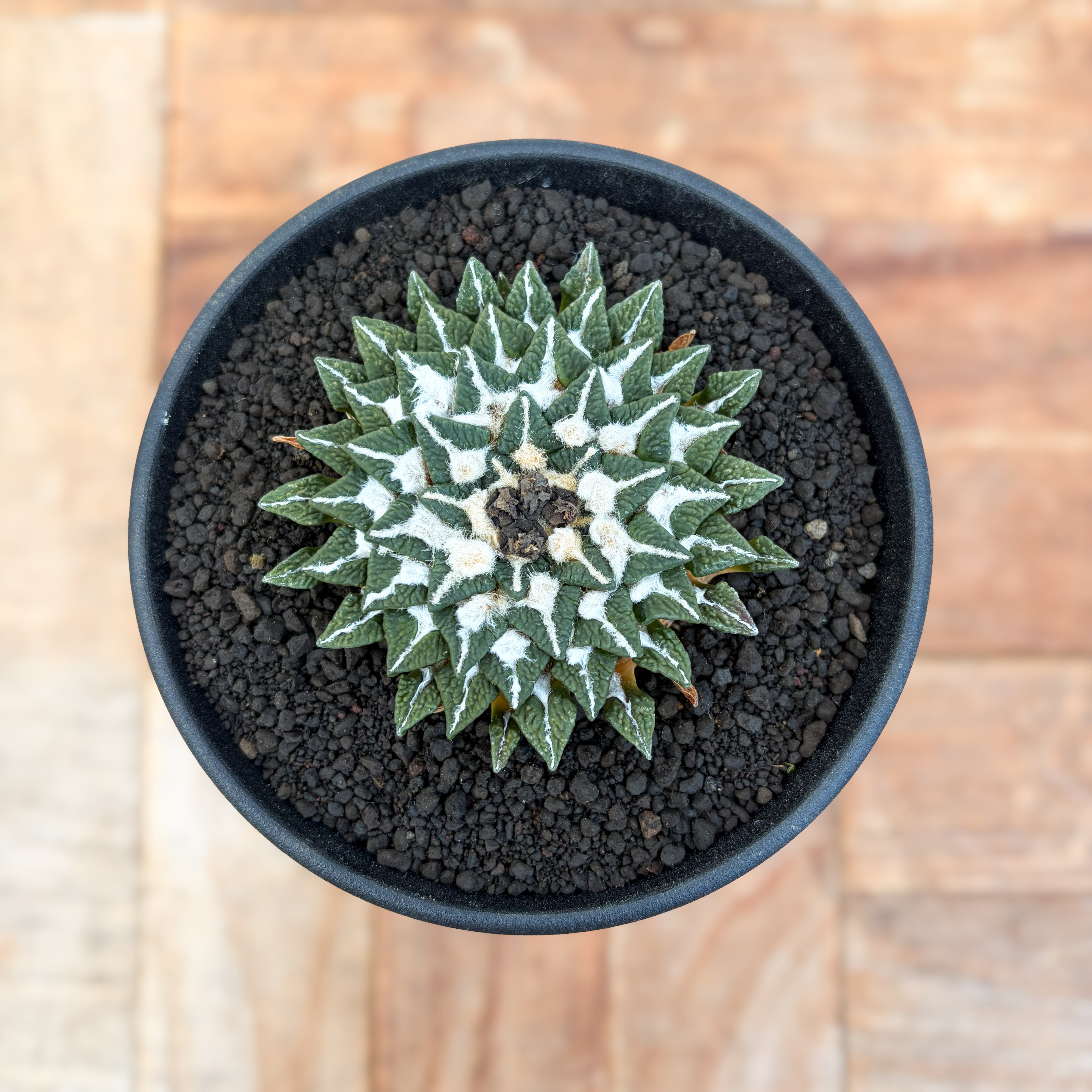 Lophophora williamsii 'texana'【ロフォフォラ・テキサーナ・実生