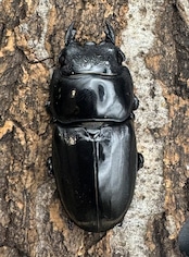 極太《スマトラオオヒラタ 90mm ペア》