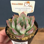 farmPALKさん苗 エケベリア chihuahuaensis, Yecora × ダークアイス【586】