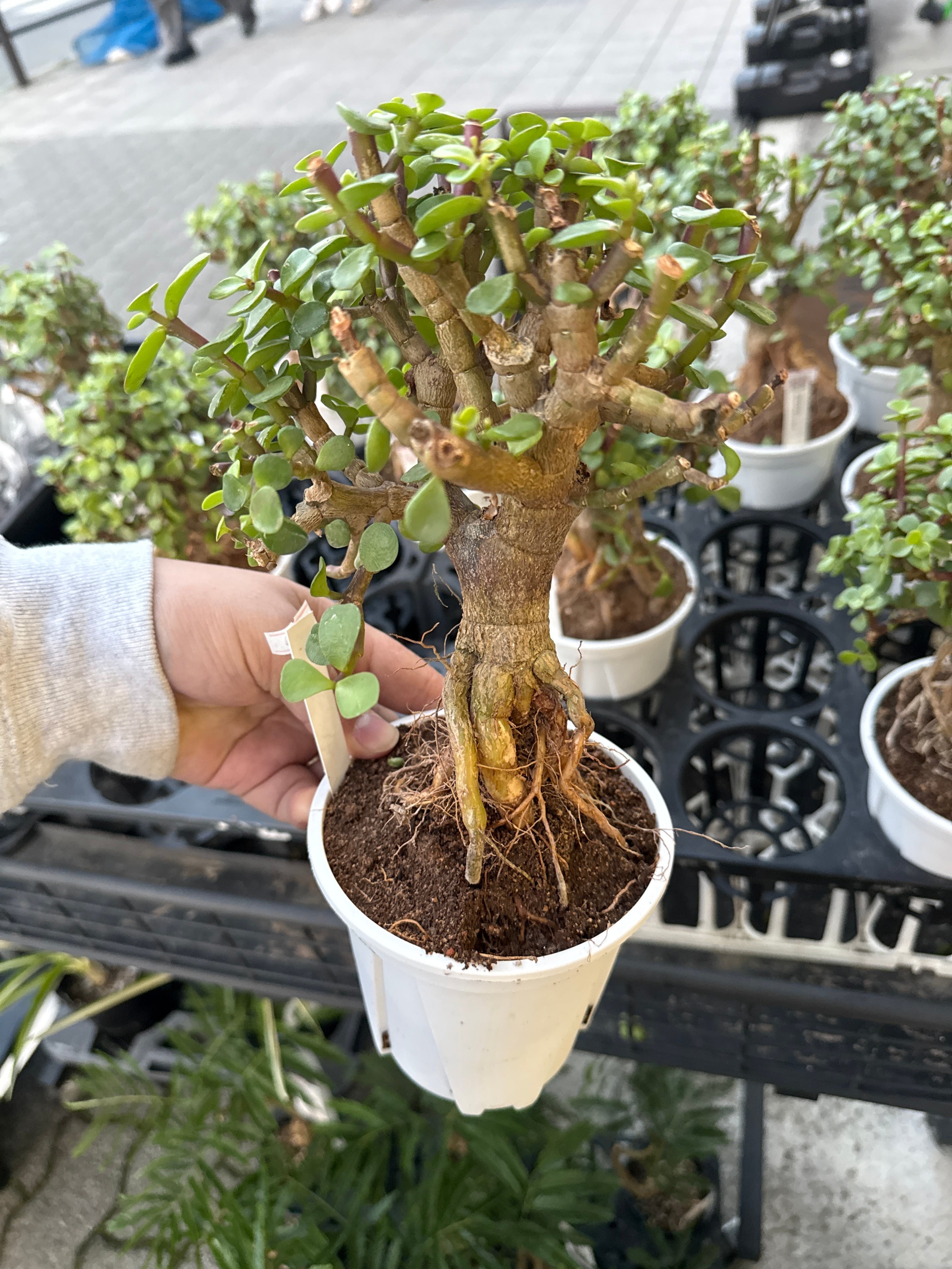 ポーチュラカリア アフラ | Gardenえん 【観葉熱帯植物】