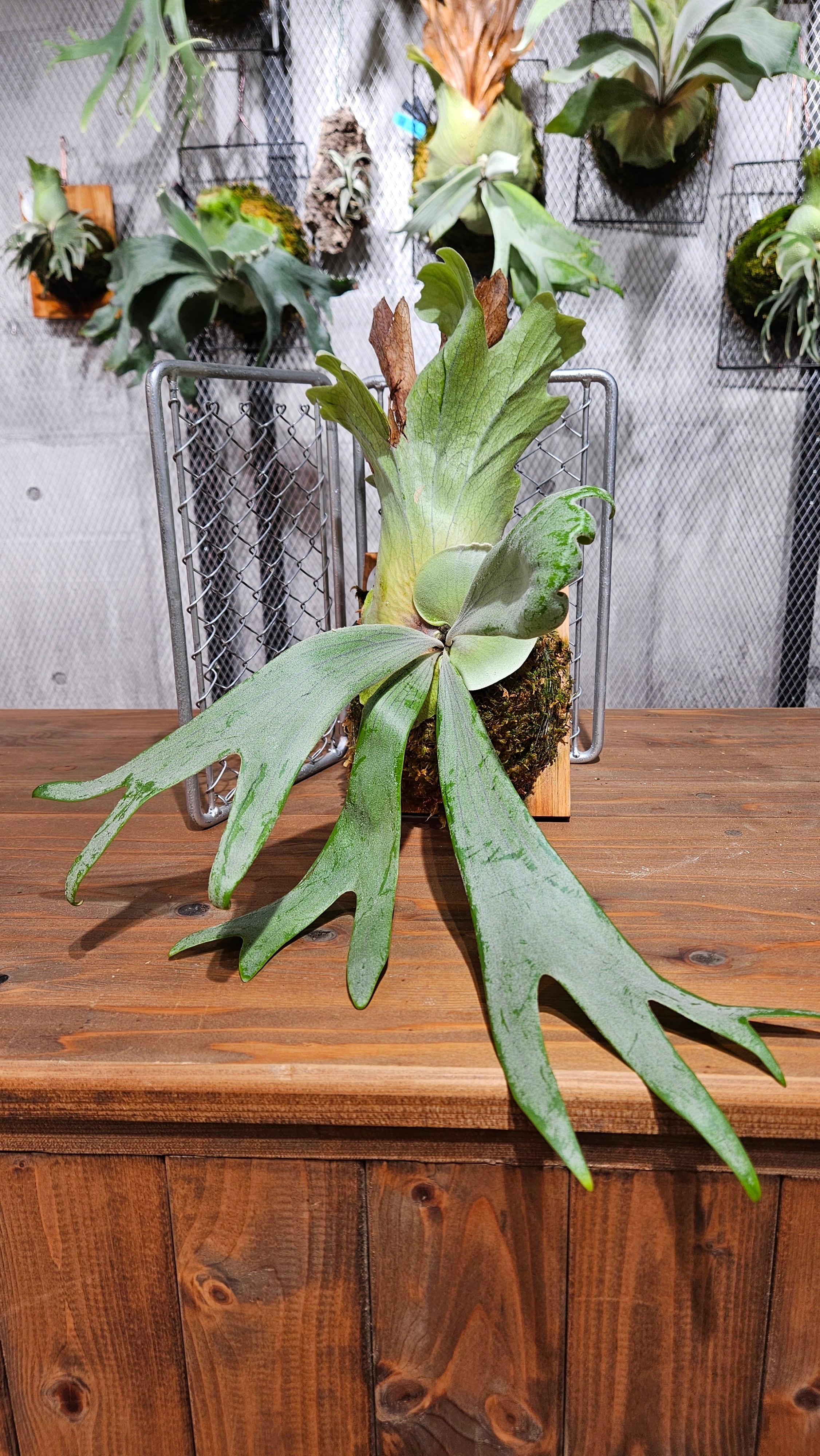 ビオプリエール　ビオボーテ　ビオグロウ　ビオブリエ　WAKAN ビオプリエール ビオボーテ ビオグロウ ビオブリエ WAKAN