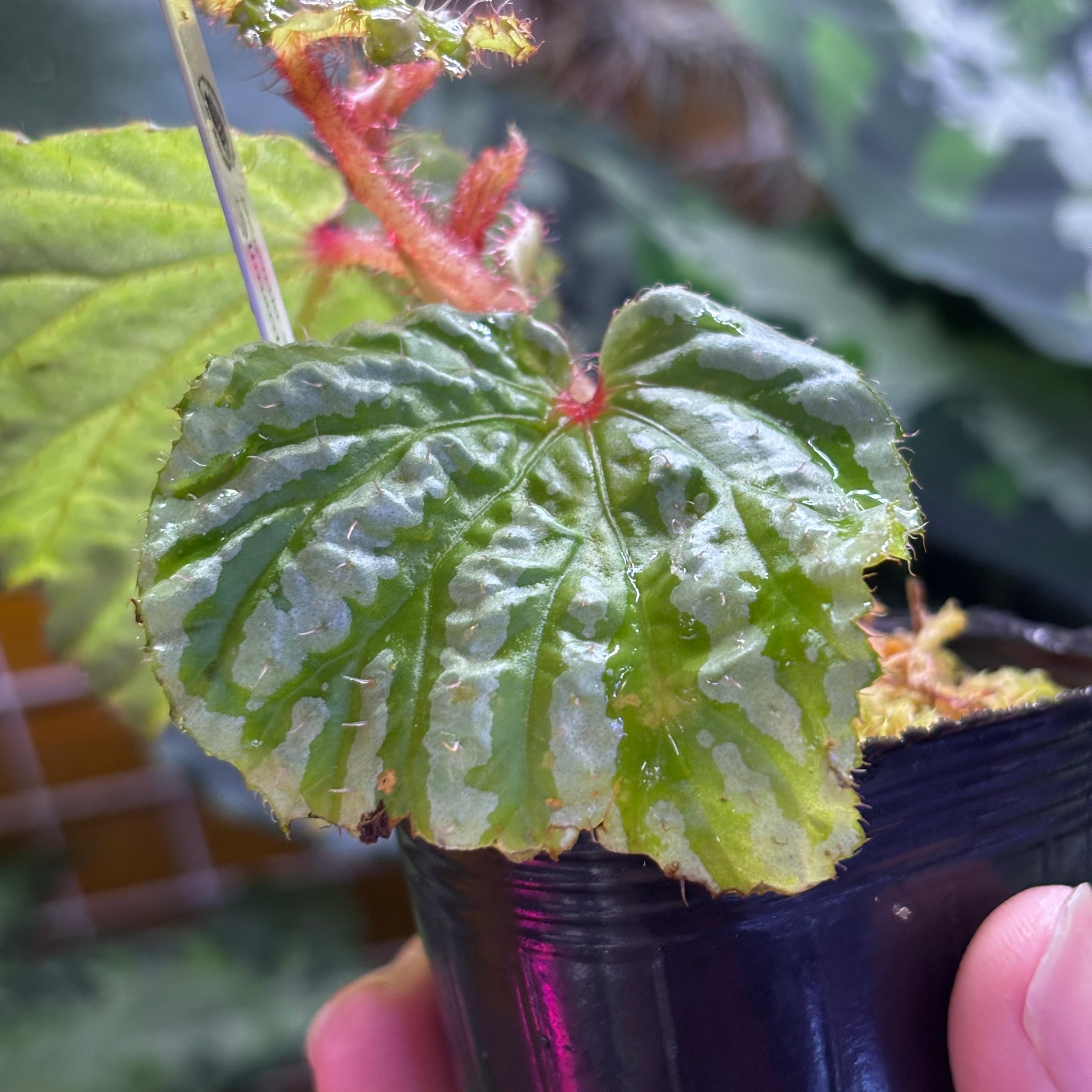 Begonia sp. Kalimantan 【ZOE0823-14i】 | 熱帯雨林植物専門店 トイ吉園芸