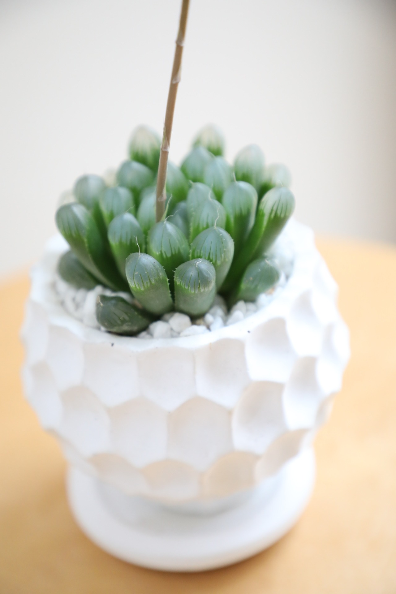 【S】ハオルチア オブツーサ/Haworthia obtusa