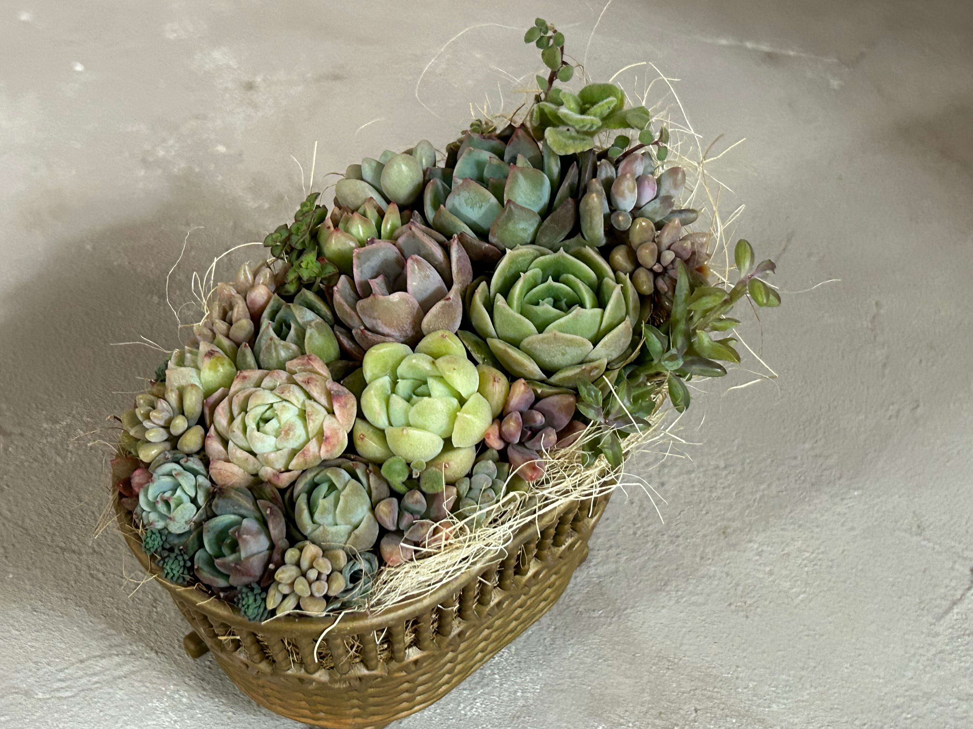 多肉植物寄せ植え(ゆりかご) | Pay ID