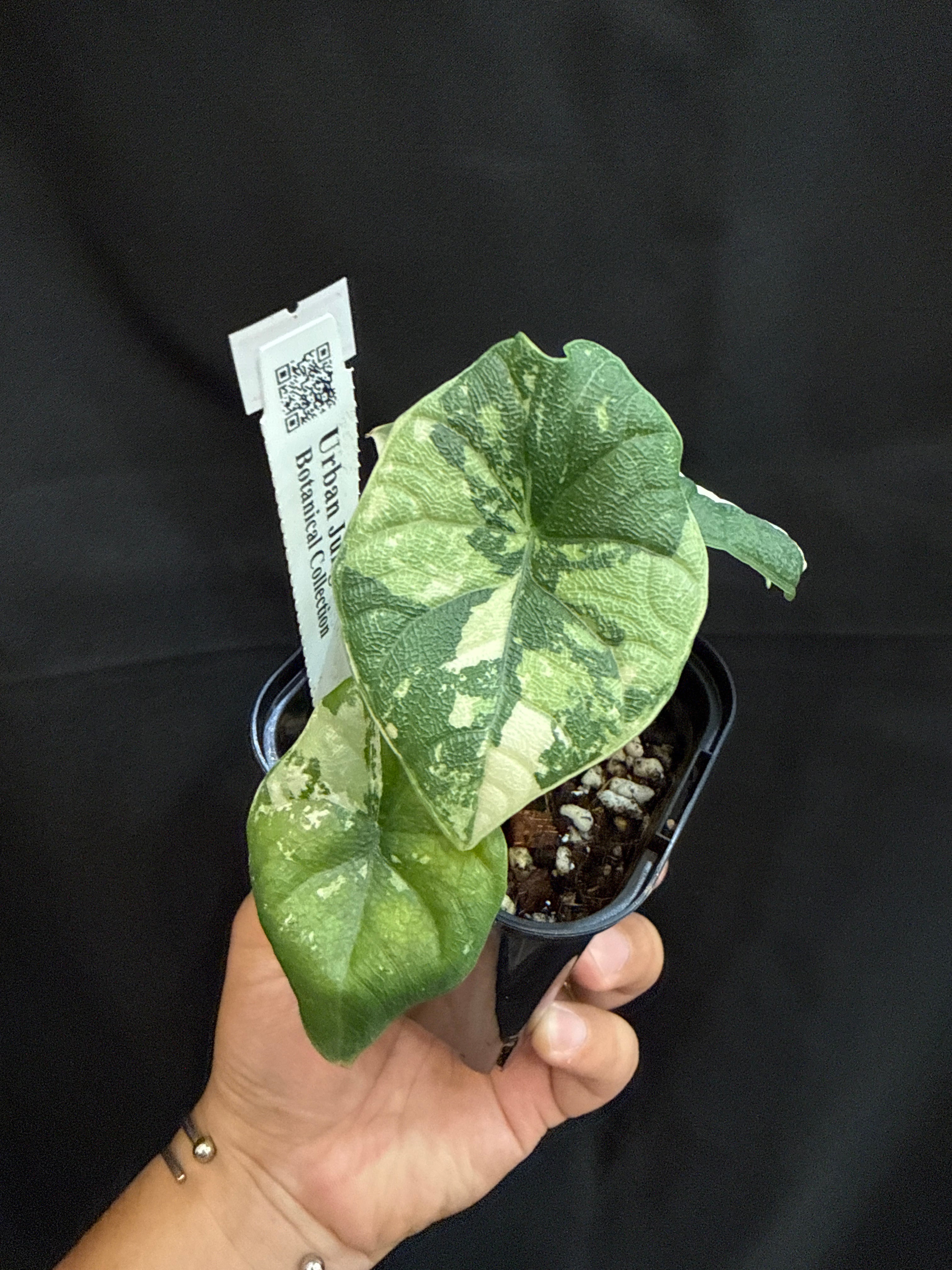 B (U.J.)アロカシア メロ albo variegated | Gardenえん 【観葉熱帯植物】