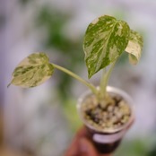 モンステラ・レガシー / Monstera deliciosa ‘Legacy④