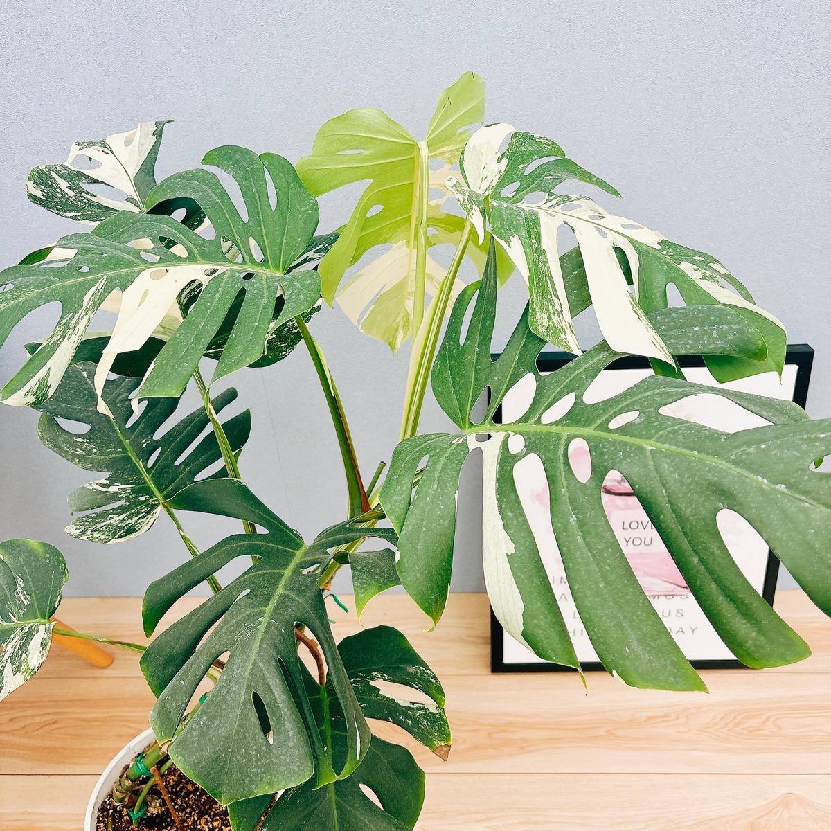 fb001742db6e0c0a04d2b6de131899  