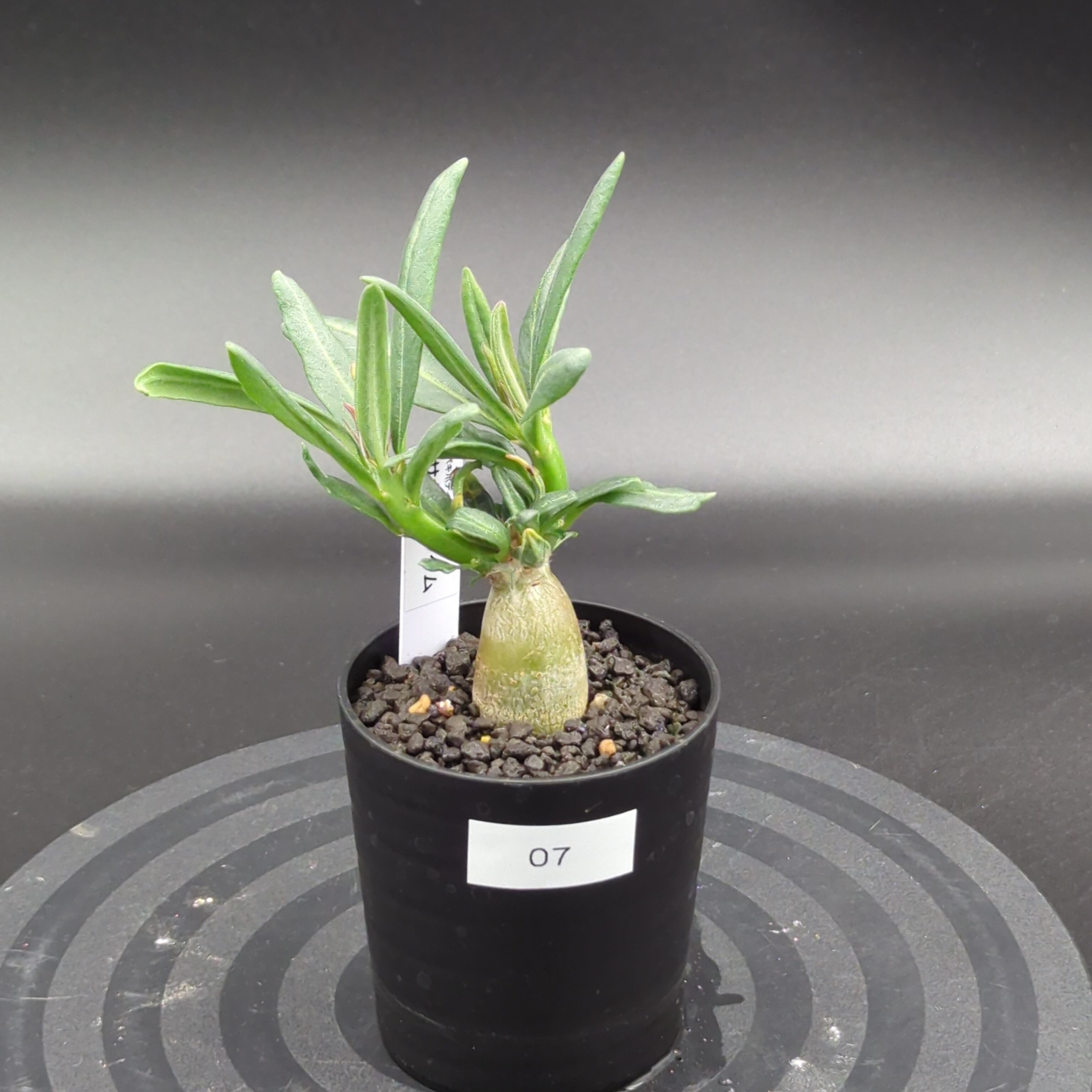 パキポディウム・サキュレンタム (実生株) | BRIDGE GARDEN