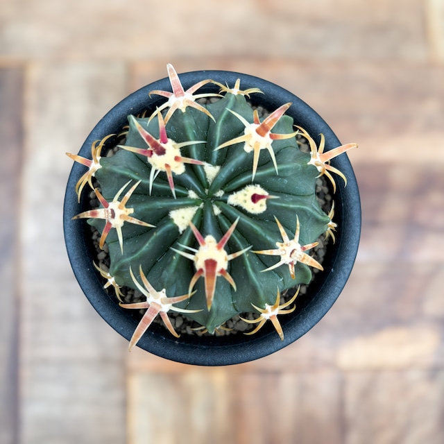 Ferocactus【フェロカクタス・短棘日の出丸】