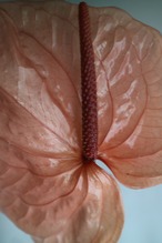 プリザーブド　アンスリウム