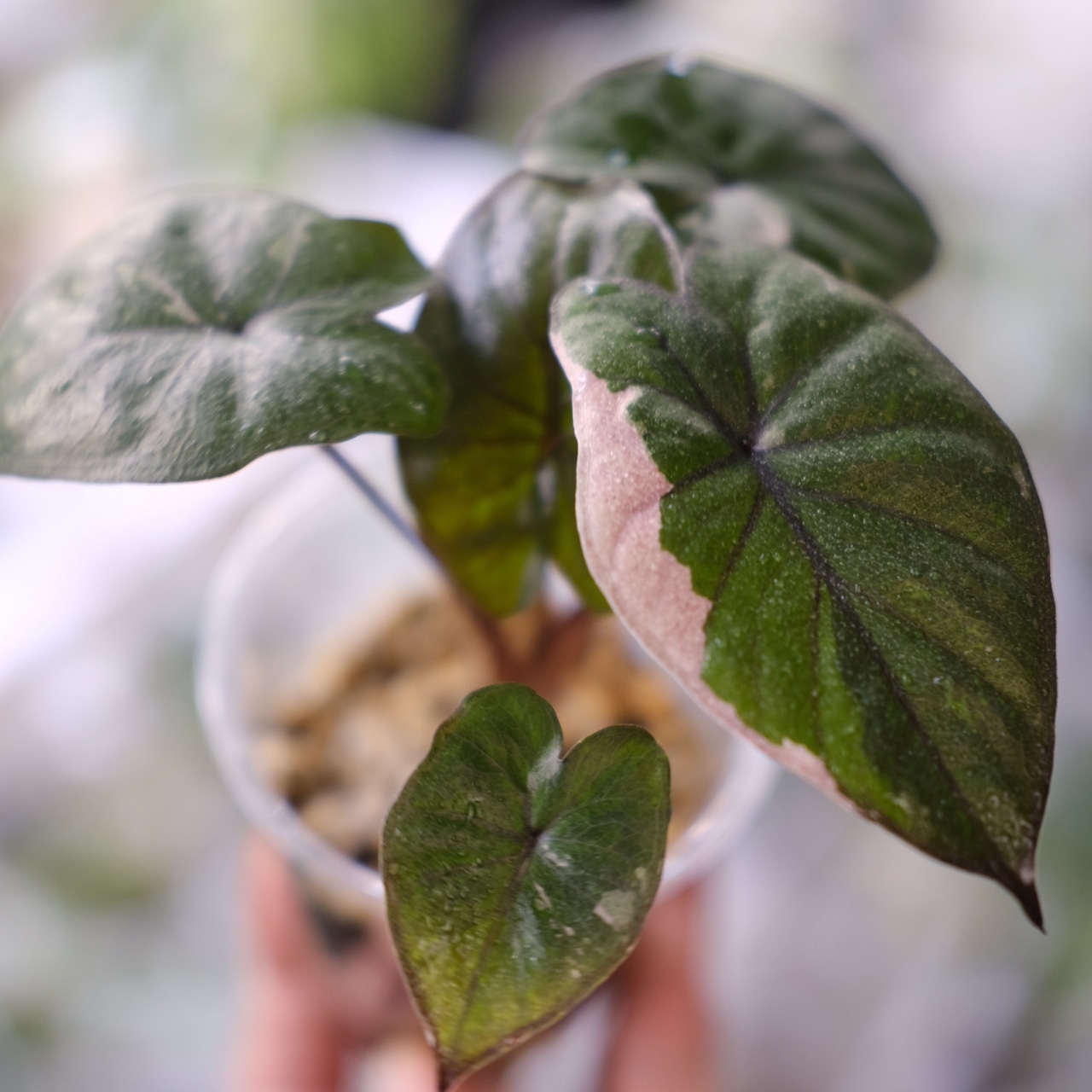 アロカシア ピンク セレンディピティ⑤ / Alocasia Pink Serendipity / 観葉植物<育て方・花言葉>