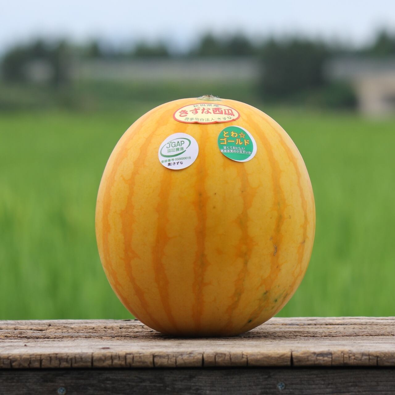 秋田国体トスコイン 黄皮で赤実のスイカ⁉】きずなの「とわ☆ゴールド」2L/1玉 (秋田県横手
