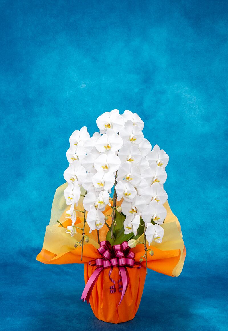 胡蝶蘭(40輪前後)3本立ち