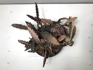 ユーフォルビア フランコイシー