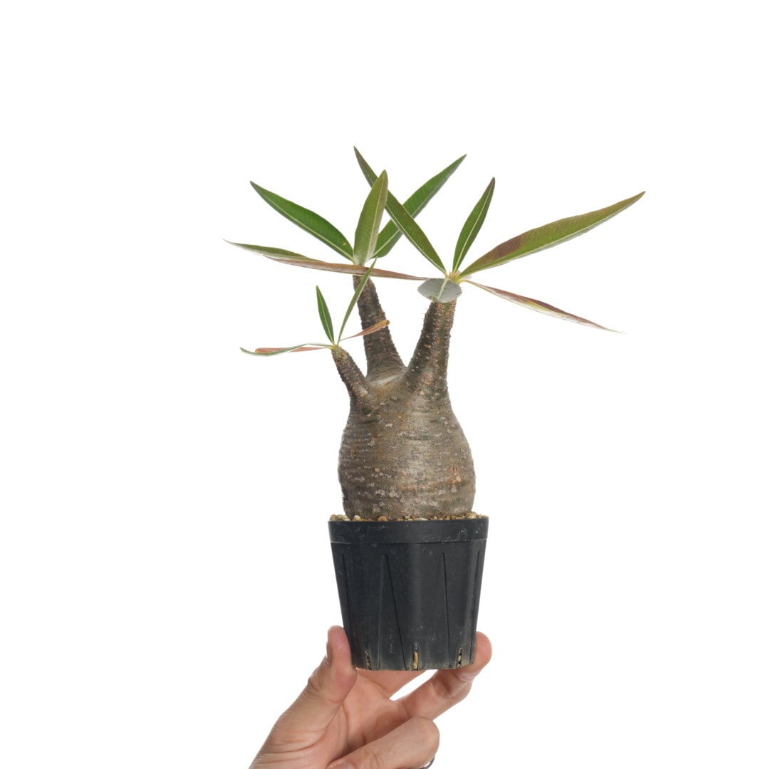 パキポディウム グラキリス no.9〈発根済み〉 | SPECIAL OTHER WORKS