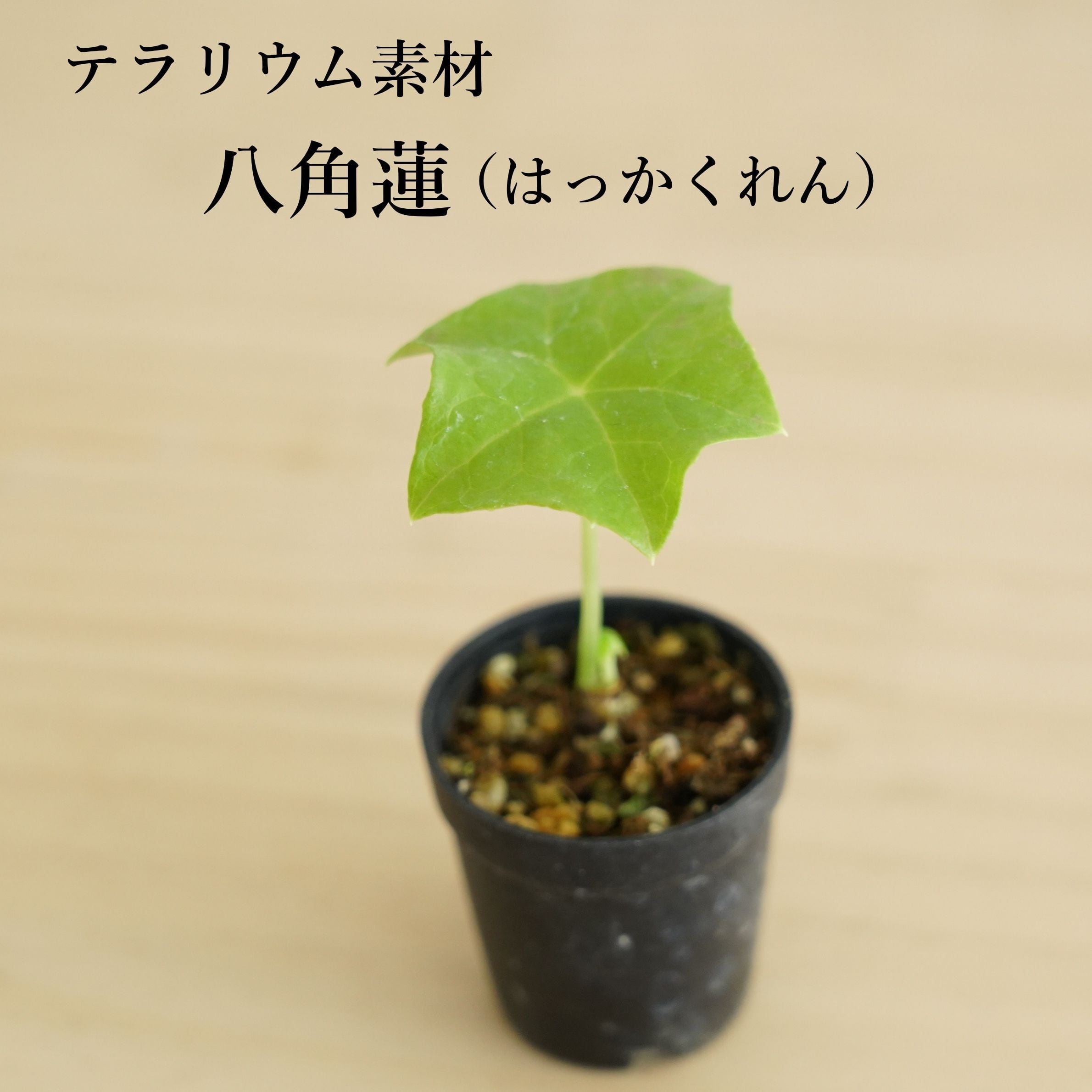 山野草 | 苔テラリウム専門ショップ道草
