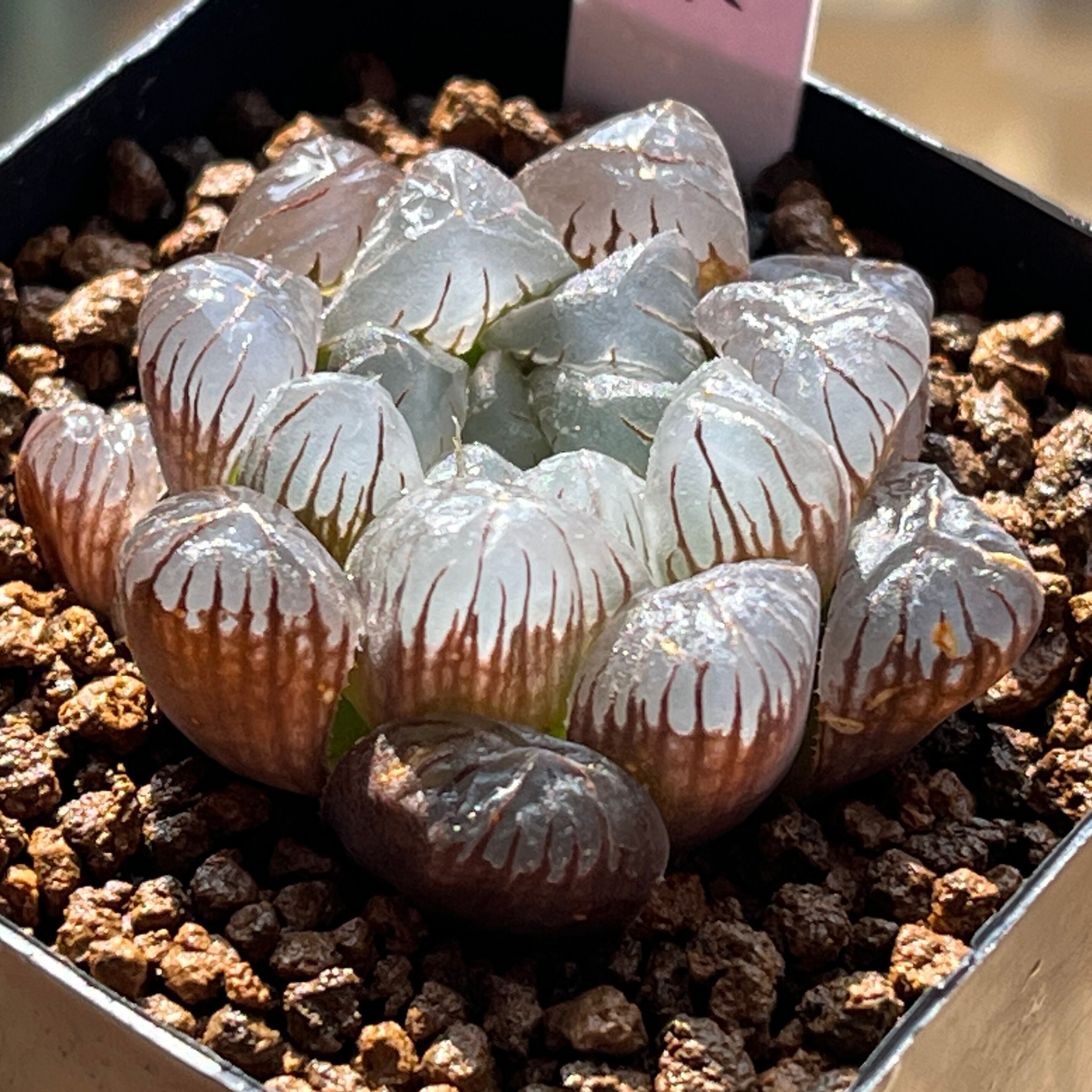 mocono_plants