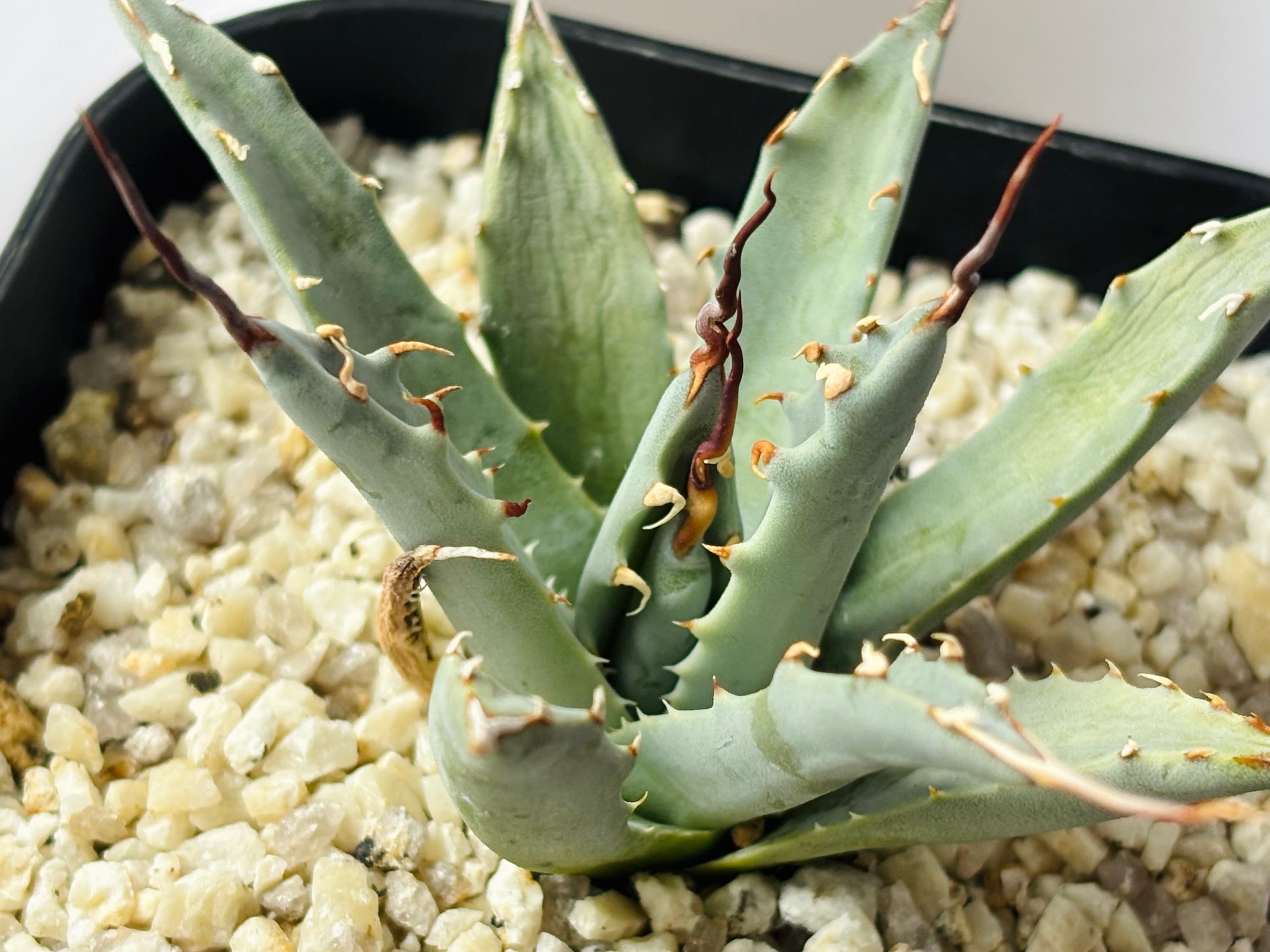 Agave utahensis eborispina アガベ エボリスピナ 多肉植物 | plants