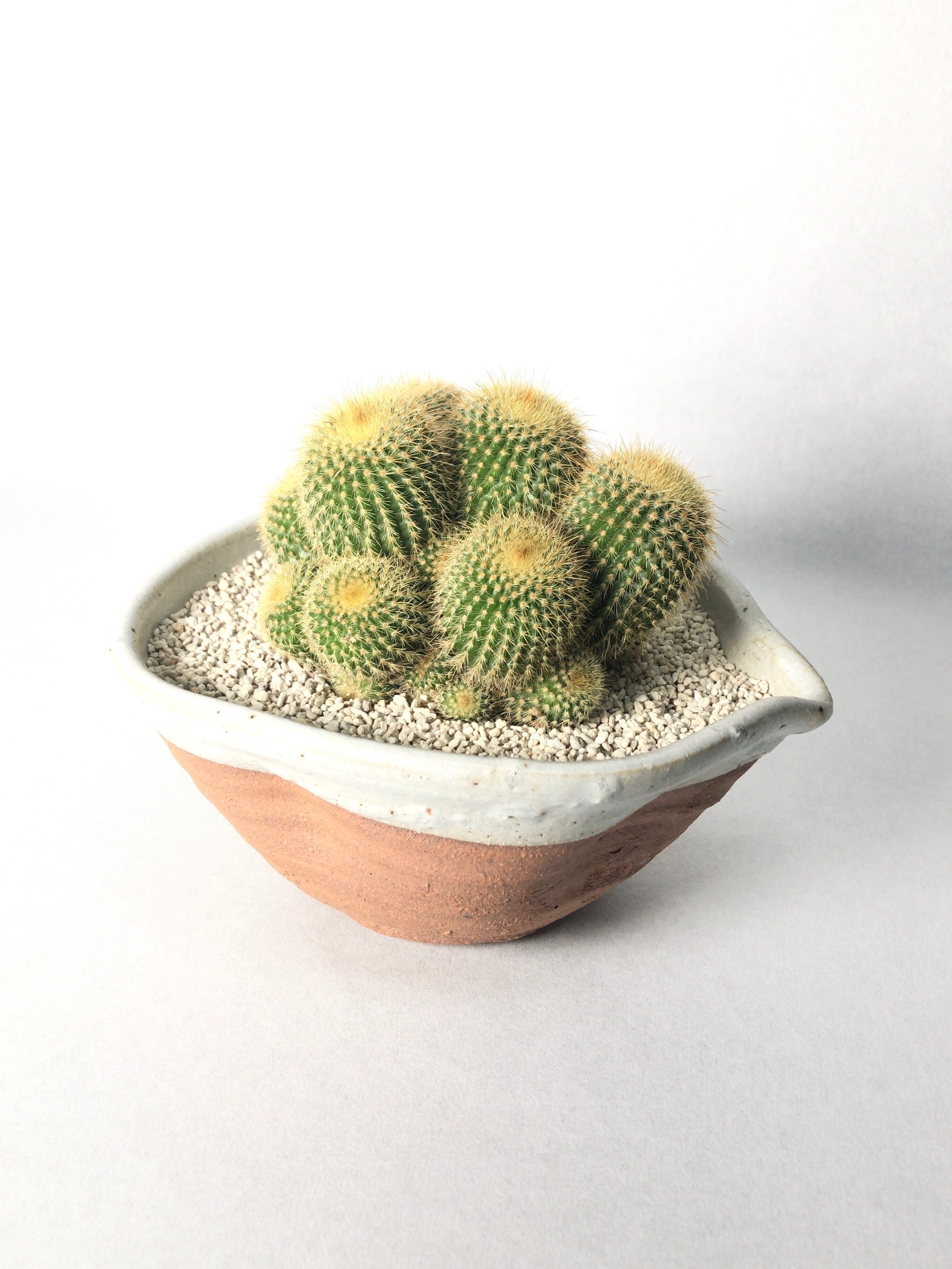 エリオカクタス・金晃丸群生 | trigger