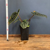 アンスリウム　ルクスリアンス【342】