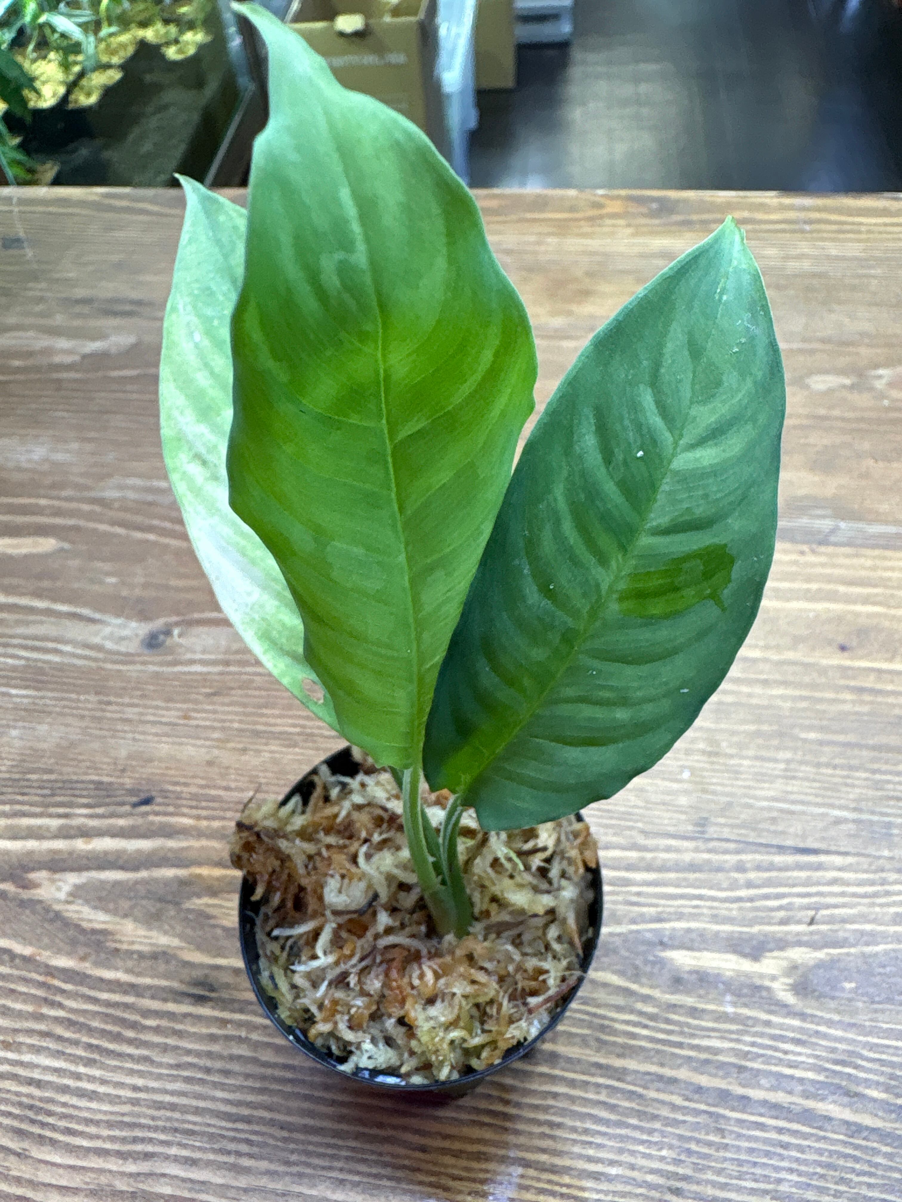 スキスマトグロッティス | Plants Base