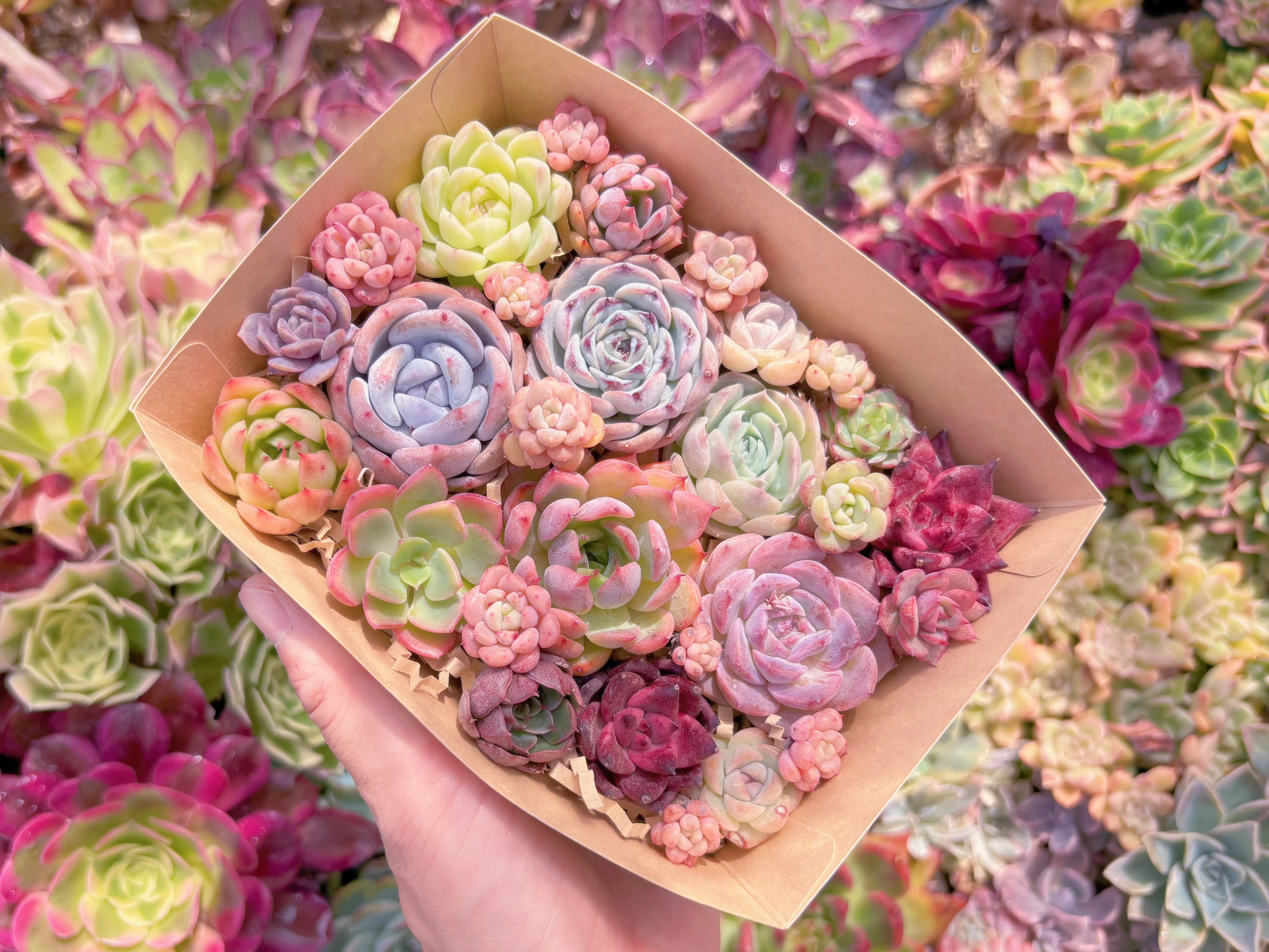 現品　寄せ植えセット#638　るる農園