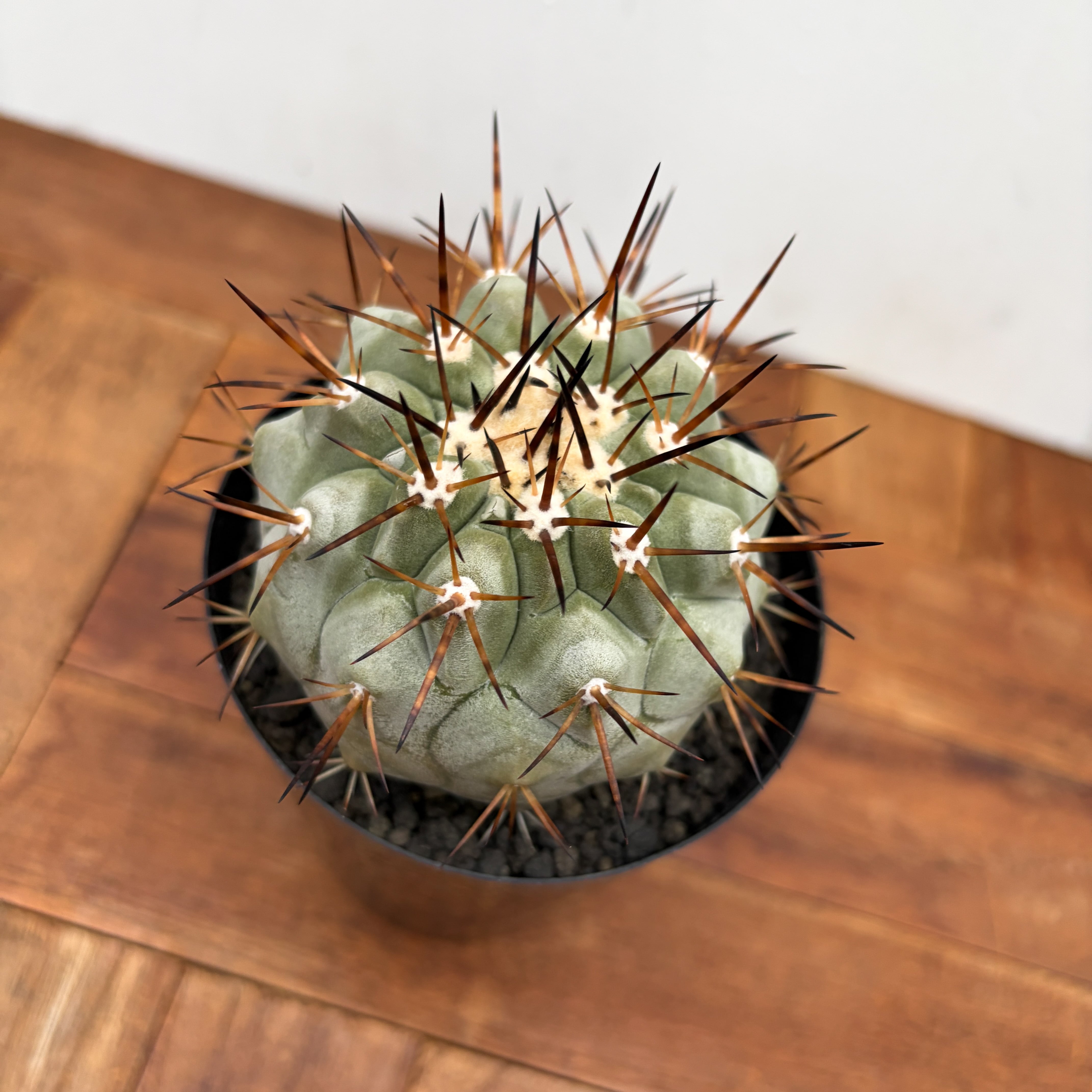 Copiapoa cinerea【黒王丸・実生】 | RIMO'S GREEN 【Saboten