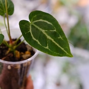 アンスリウム クリスタリナム × マグニフィカム / Anthurium Crystallinum × Magnificum / 観葉植物