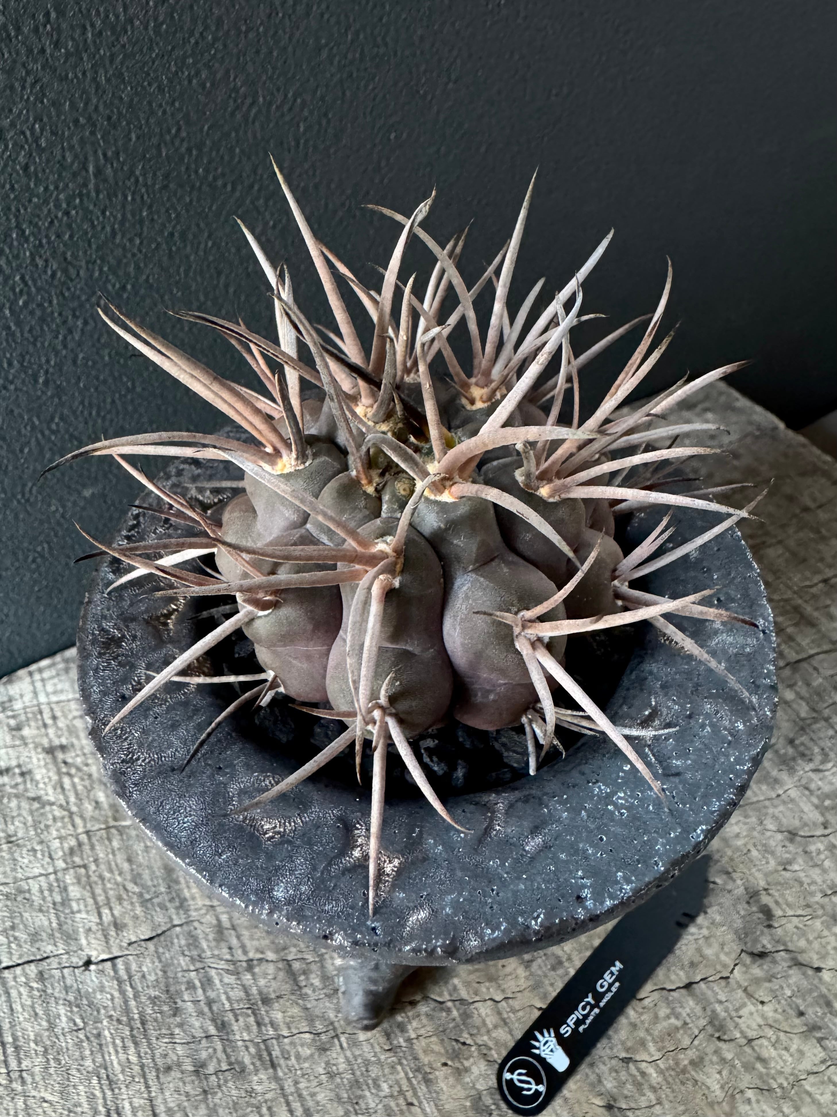 大型 菊水 サボテン 実生 スパイシージェム spicygem 菊水 スパイシー