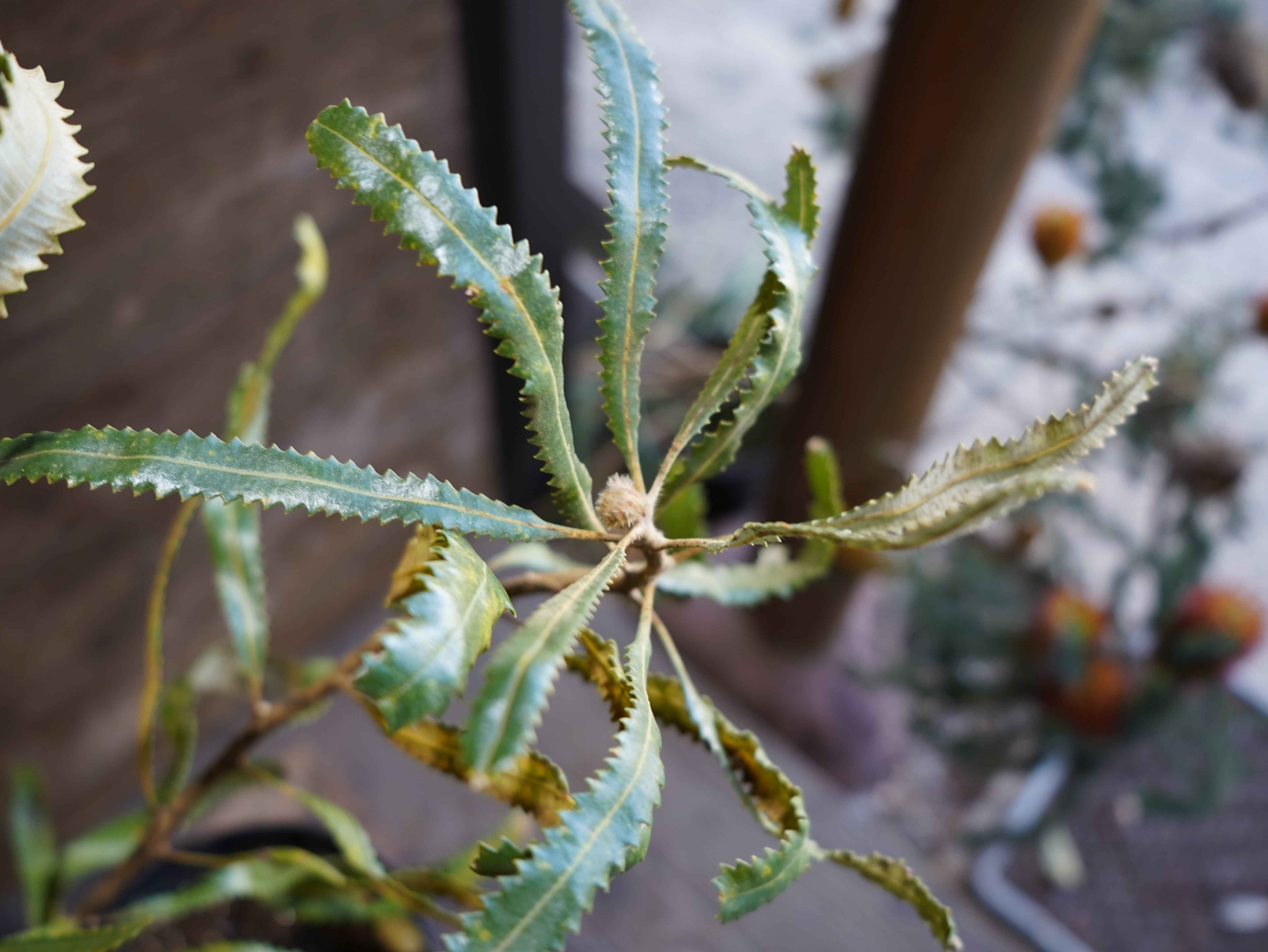 【現物】バンクシア　”バーデッティ”　A