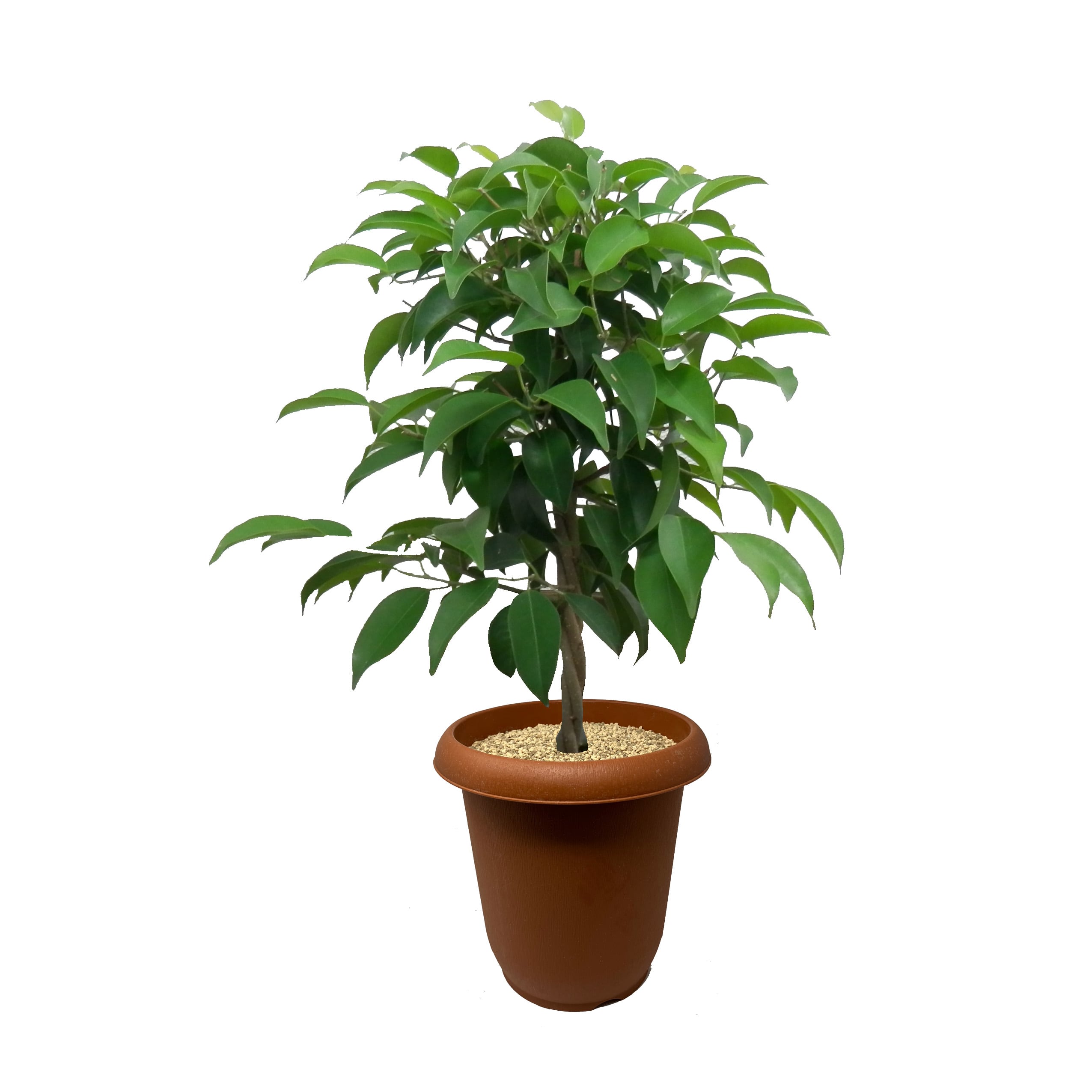 観葉植物 フィカス アルテシマ フィカス・アルテシマ】大型《店頭受取・大阪近郊配送のみ》｜観葉植物