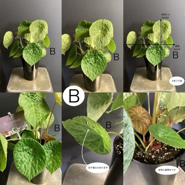 室内向き】【おしゃれ オシャレなインテリア】熱帯植物 根茎性