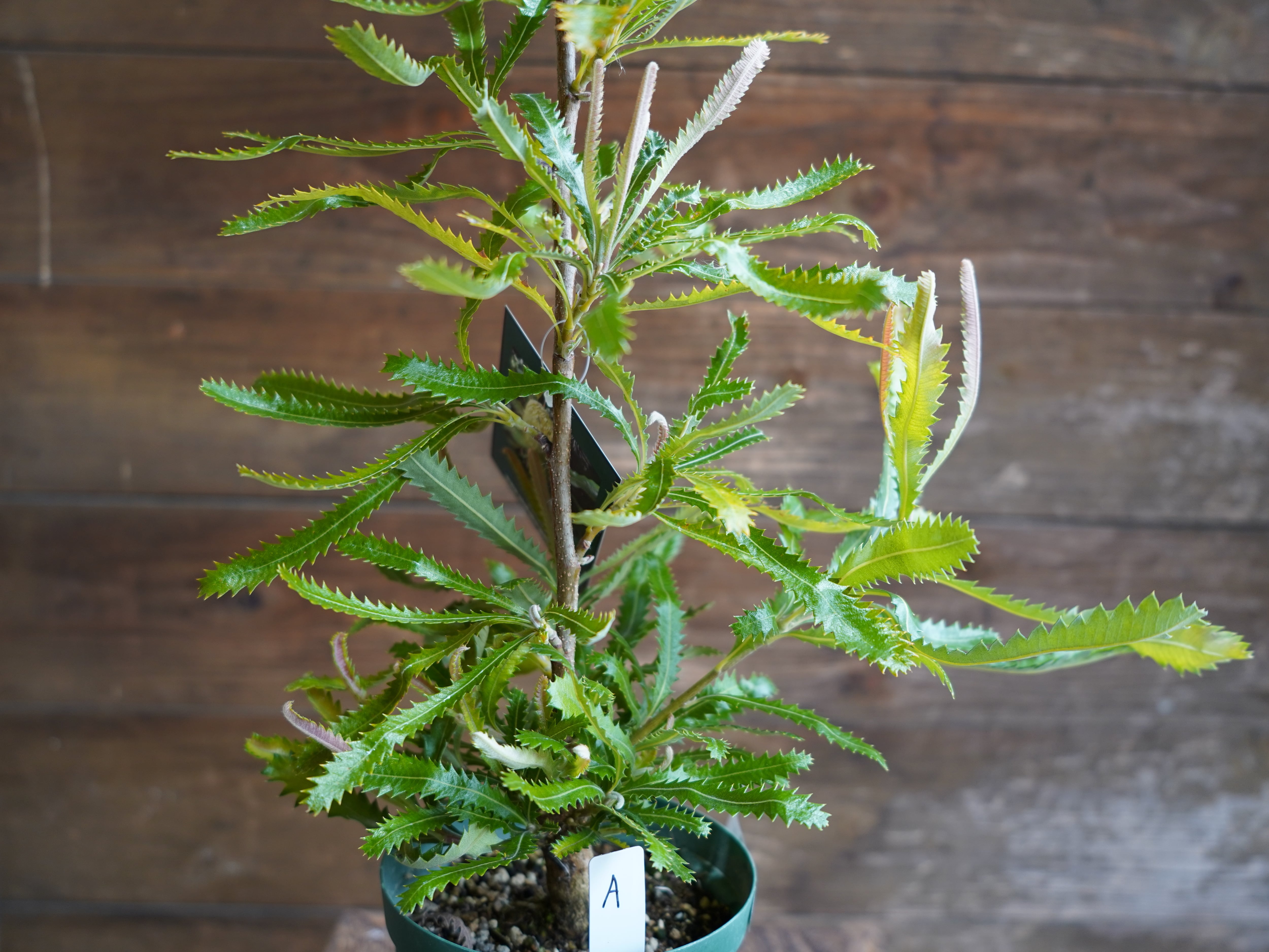 【現物】バンクシア　”セラータ”　A