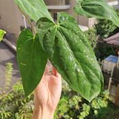 Anthurium King of spades × Papillilaminum(FS) / アンスリウム・キングオブスペード×パピリラミナム