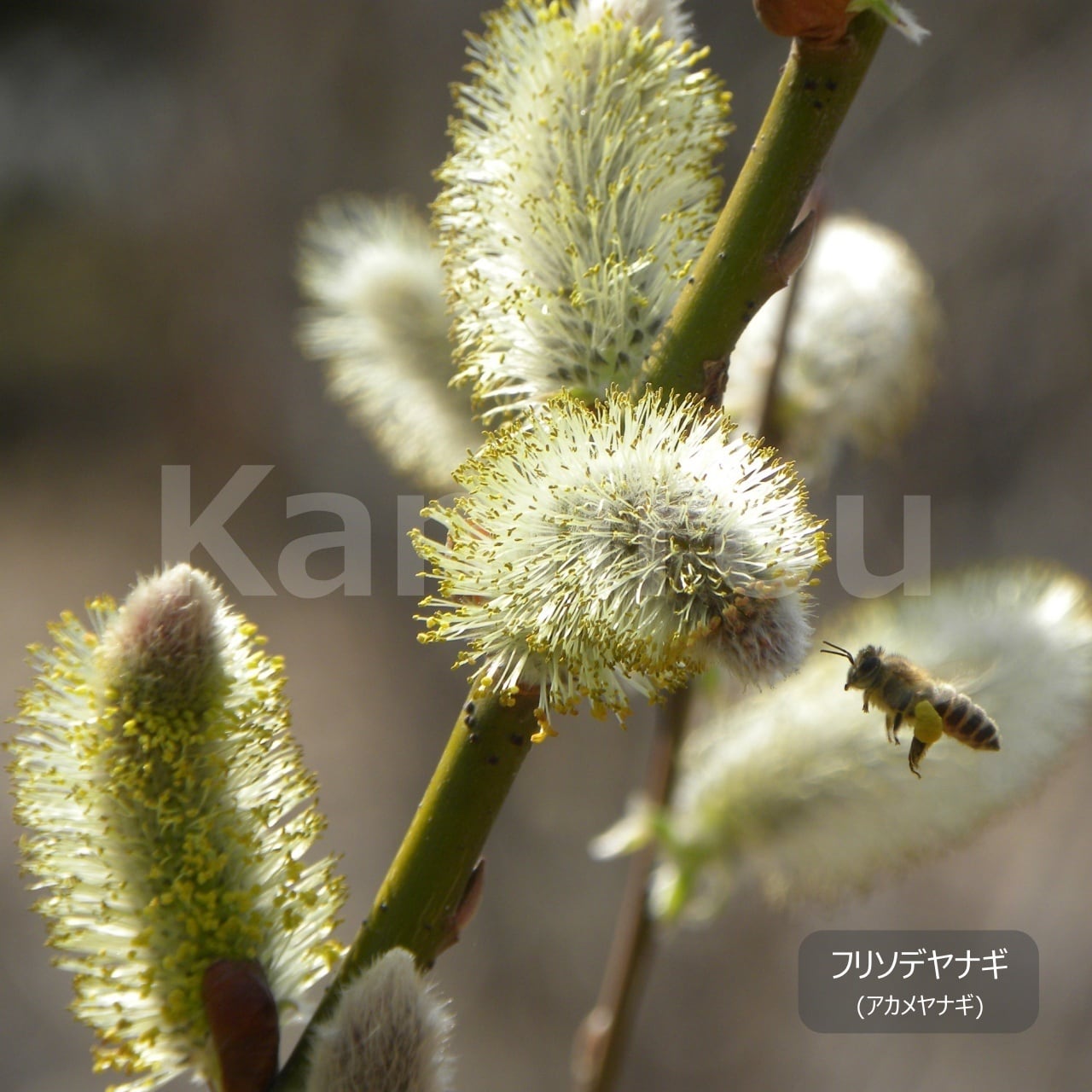フリソデヤナギ (赤芽柳) | 植物勘次郎商店