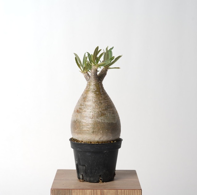 パキポディウム グラキリス no.29〈発根済み〉