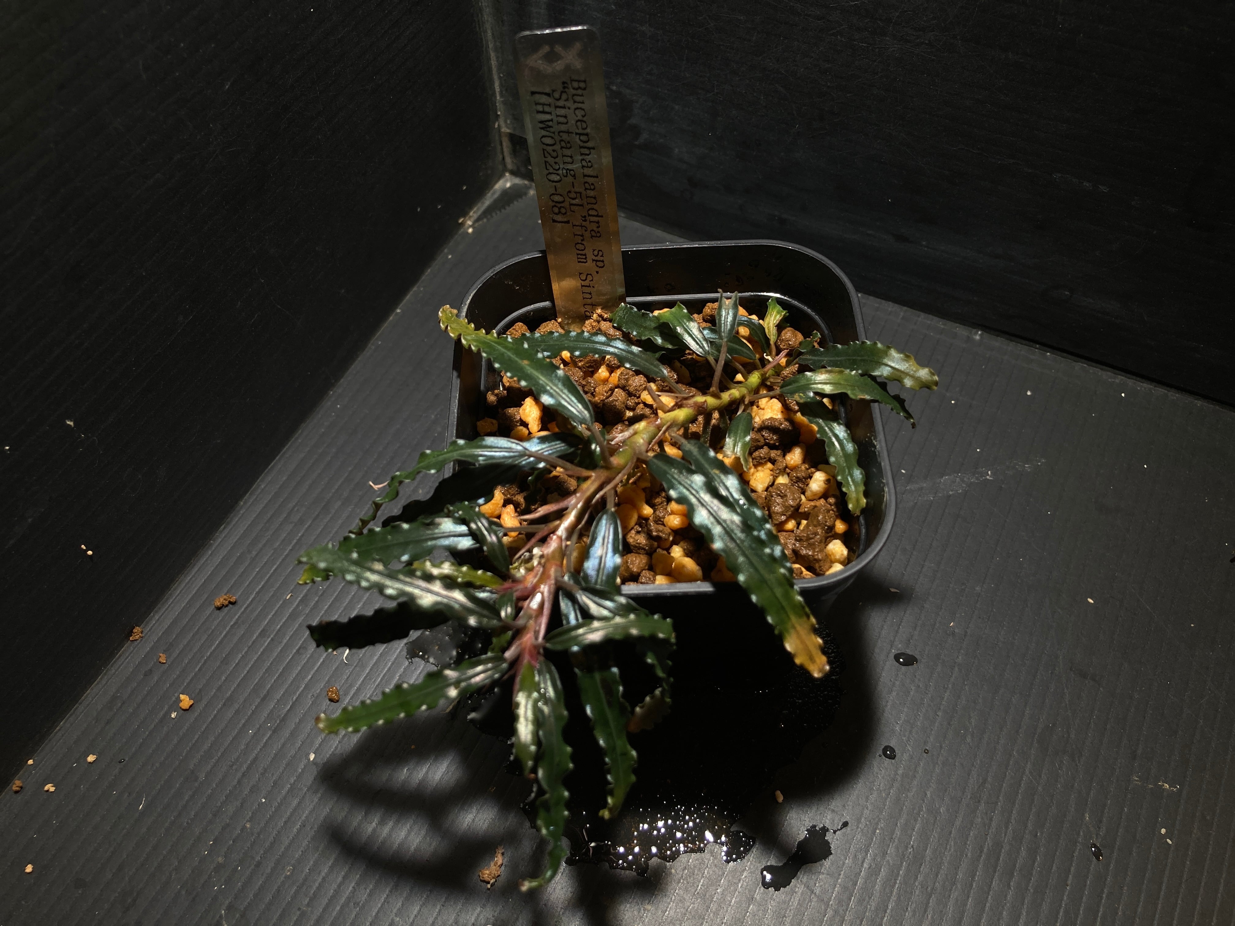 ブセファランドラ 専用出品 ブセファランドラ | AquaFocus