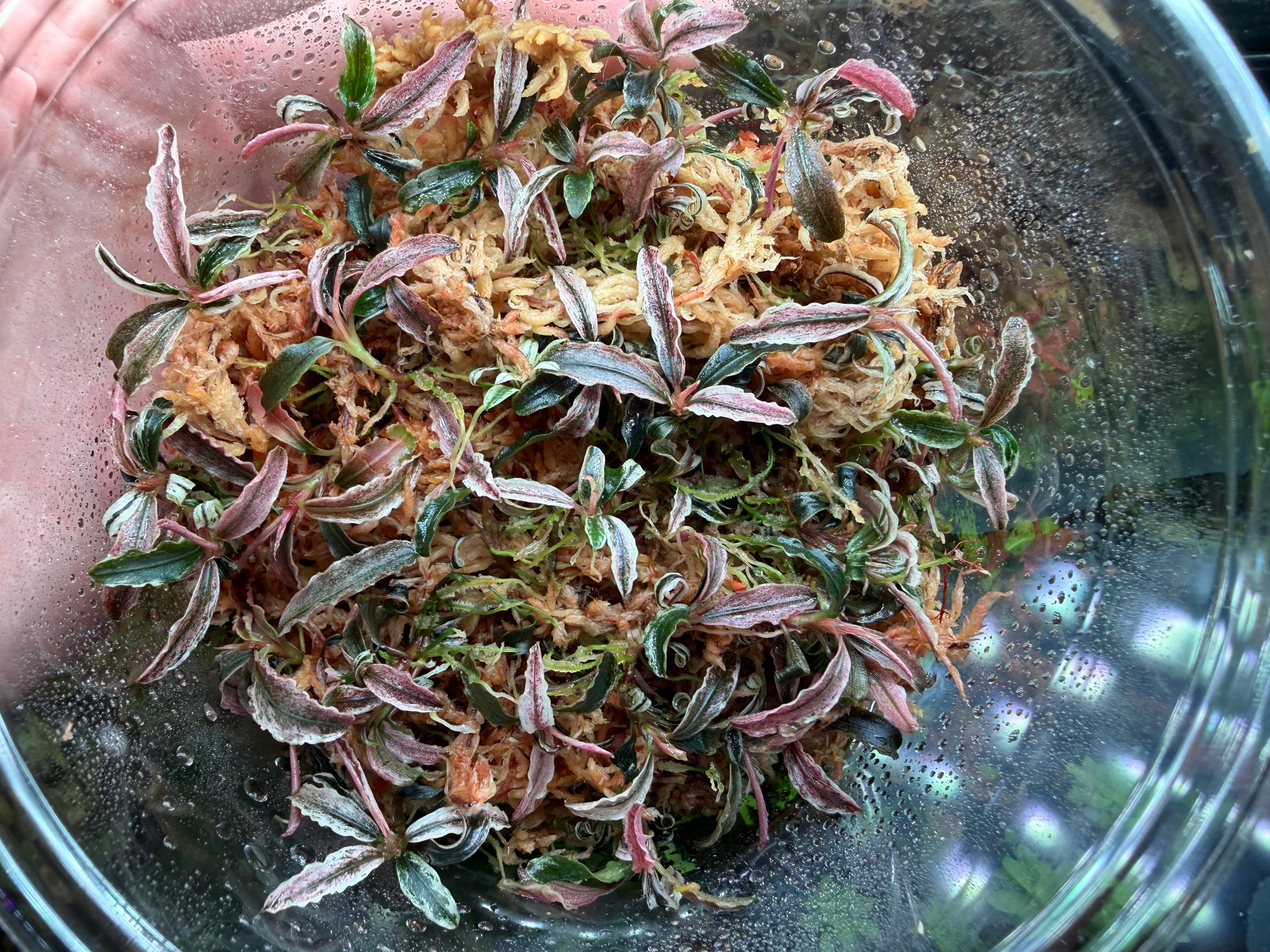 Bucephalandra sp.Kedagang Pink Variegata（ブセファランドラsp.クダ